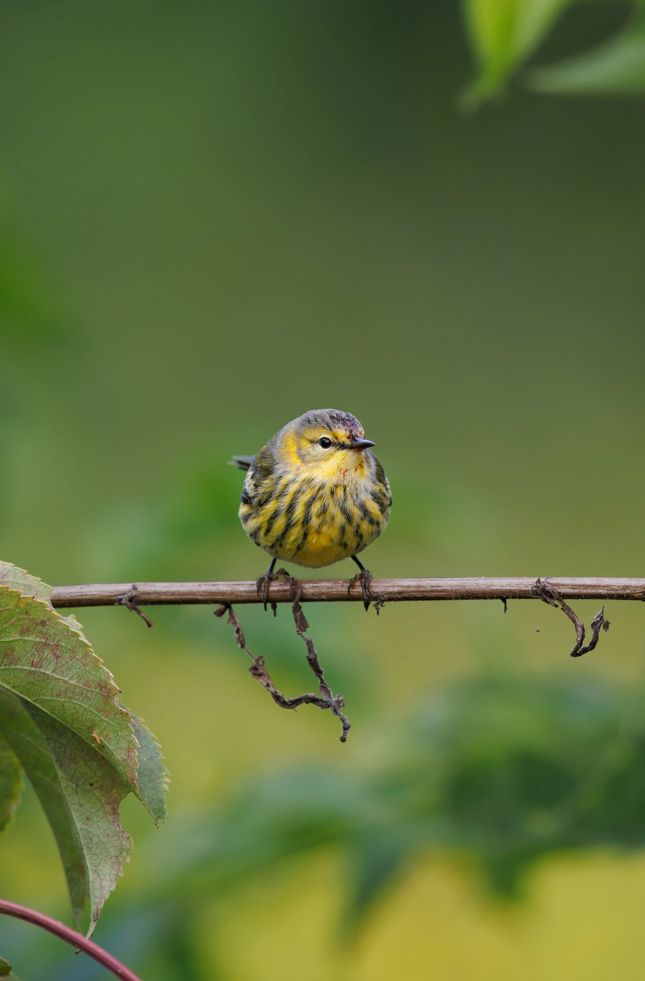 Seen from the front, an egg-shaped bird with short legs, claws clinging to a branch. Bird is yellow with many gray streaks, a gray cap and gray cheek. The short, sharp bill is dark.