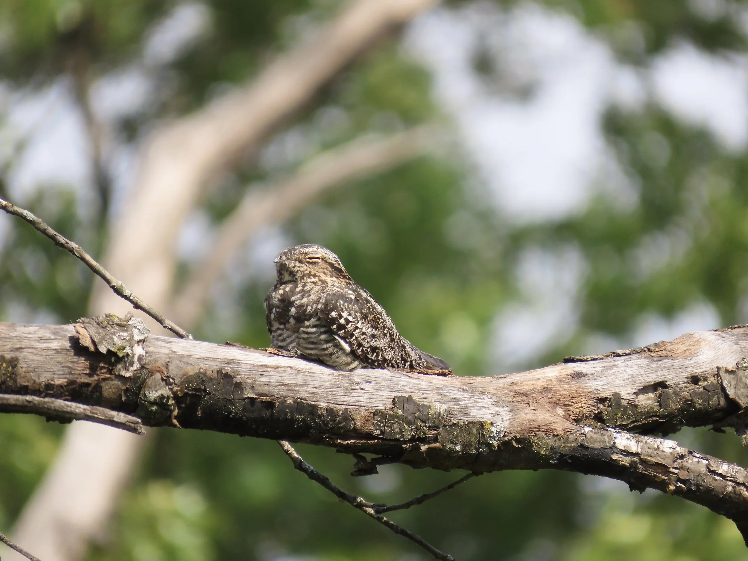 Results of the 2024 Nighthawk Monitoring Season