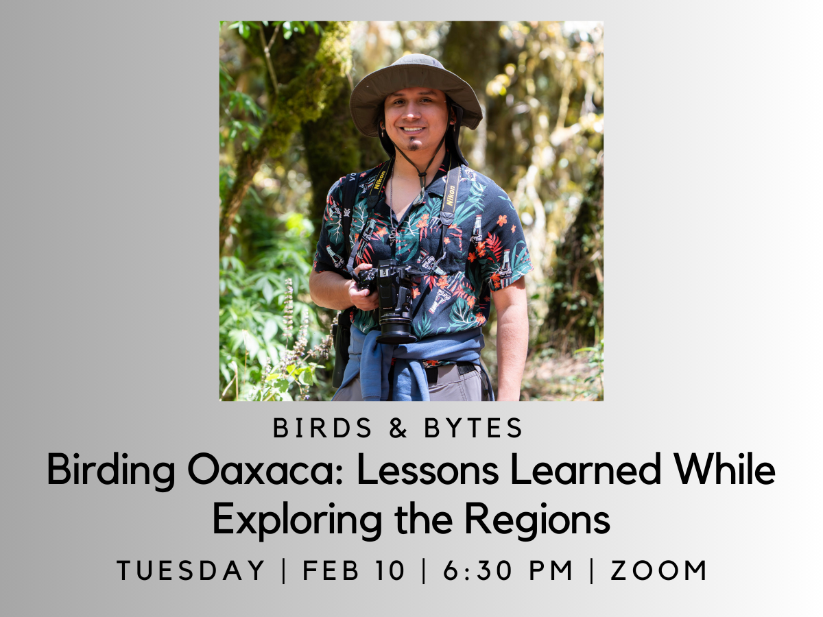 Birds &amp; Bytes: Birding Oaxaca