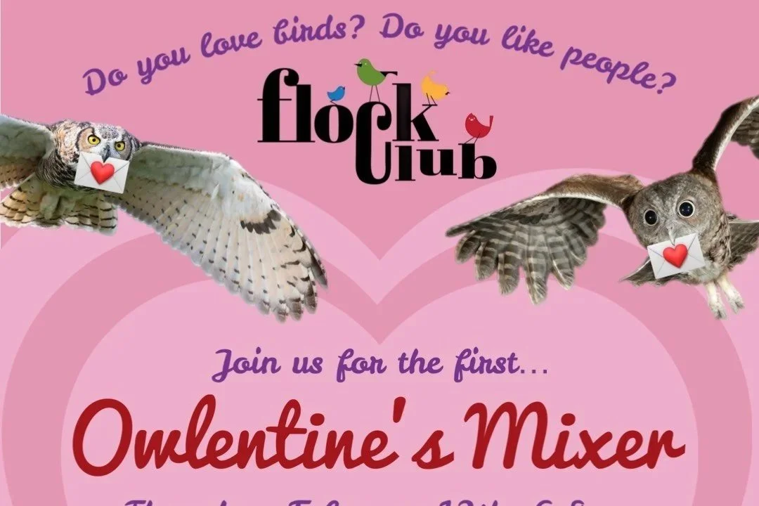 Flock Club: Owlentine's Day Mixer