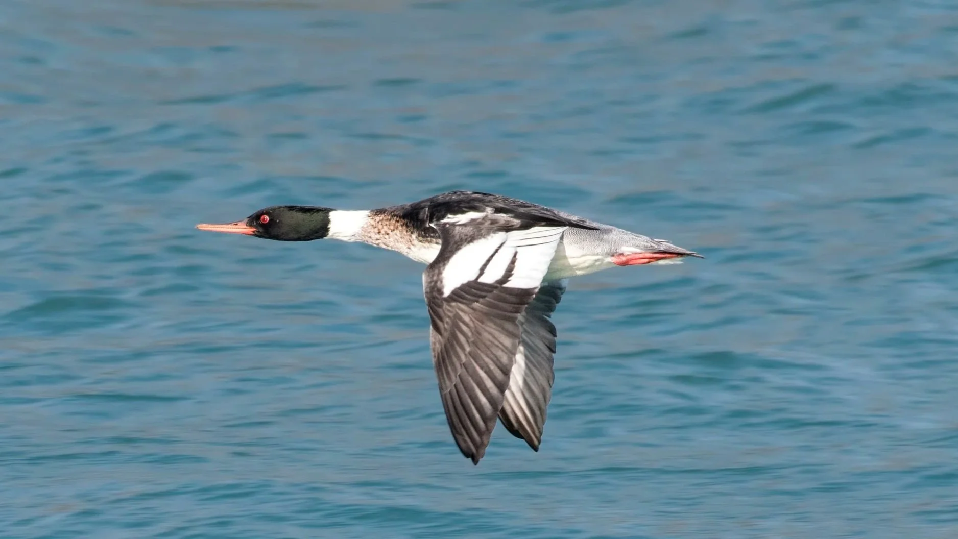 Des Plaines River - String of Lakes Blitz