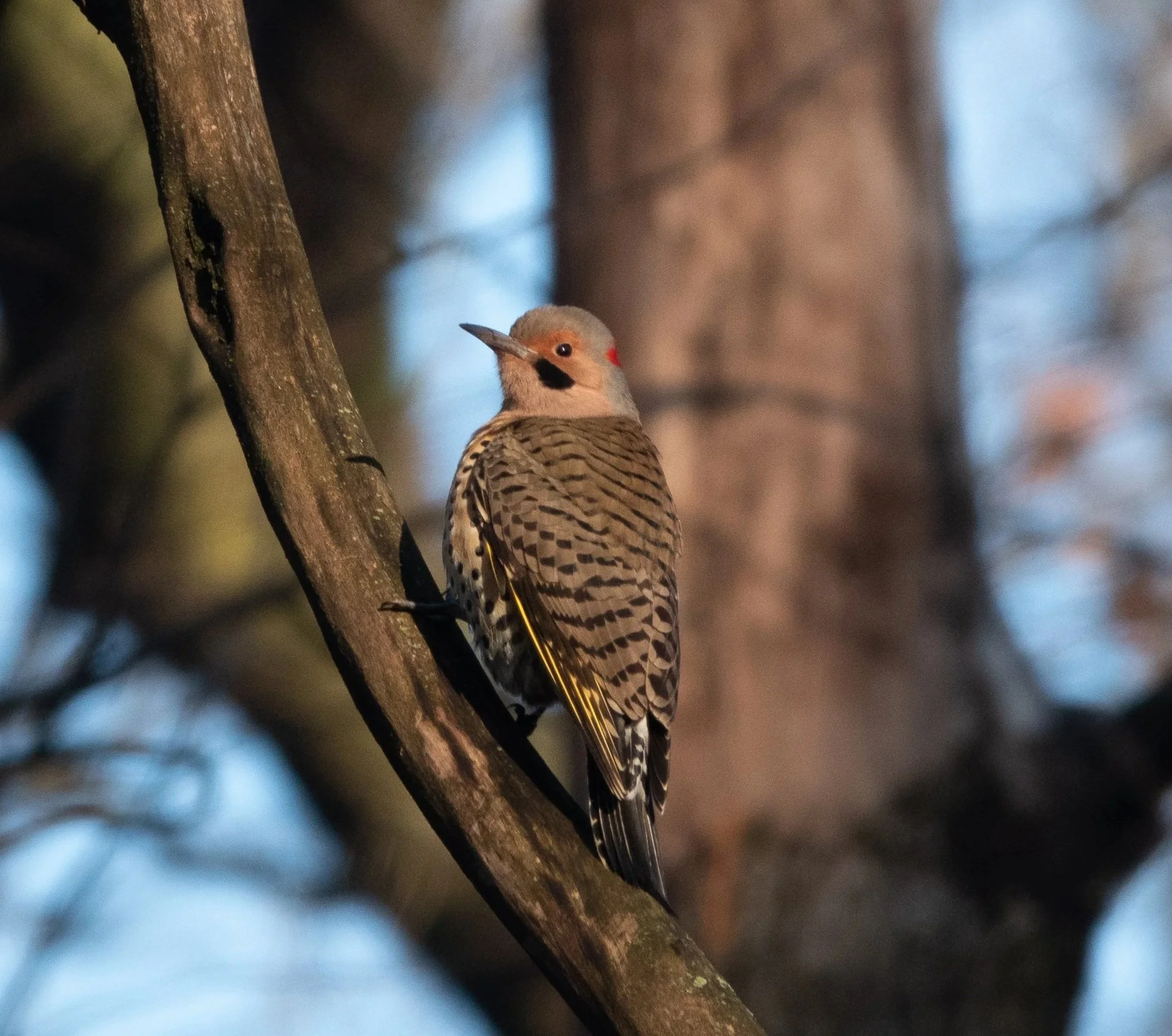 LaBagh Woods Beginner Bird Walk
