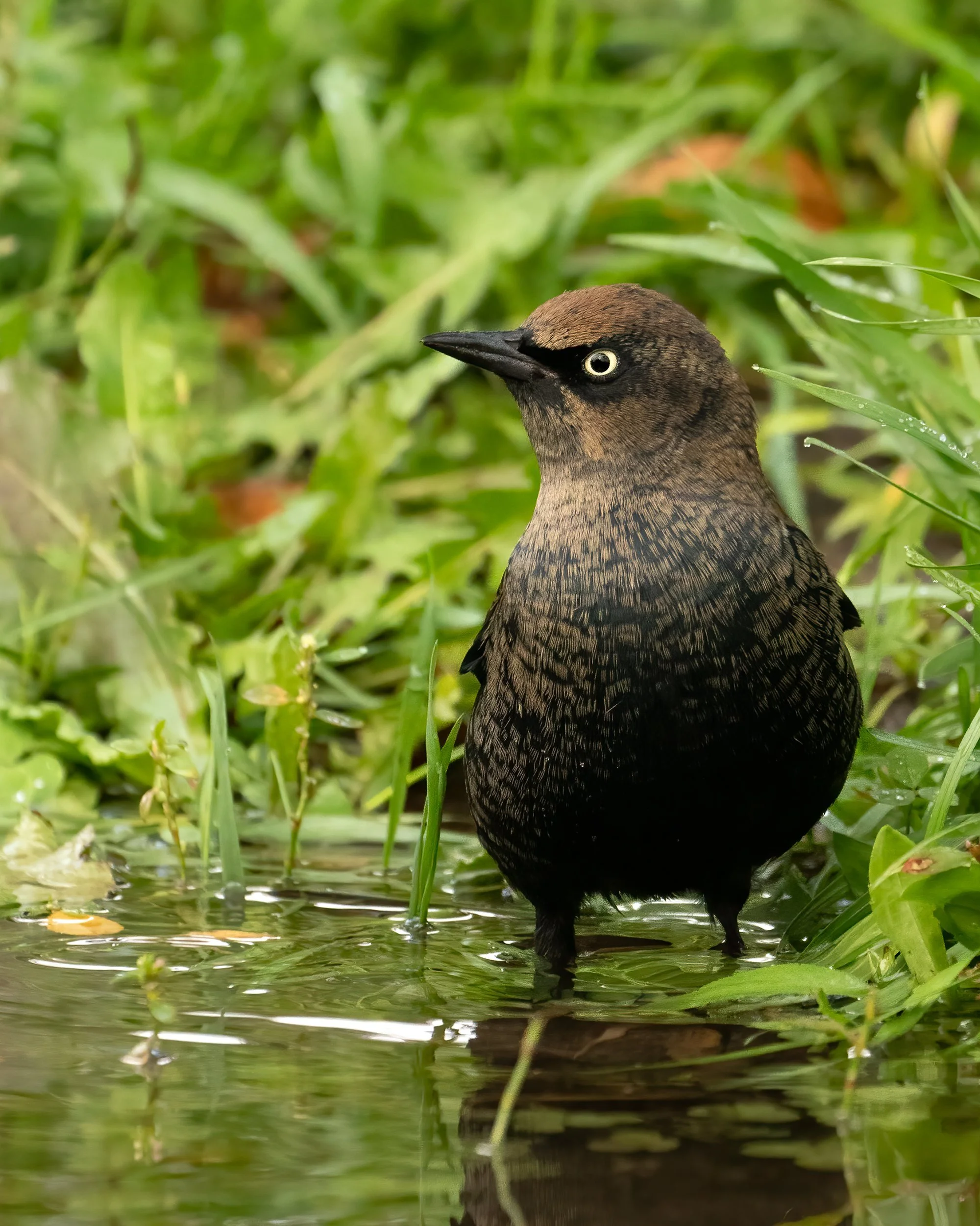 Black Feather: A Goth Bird Walk in Humboldt Park