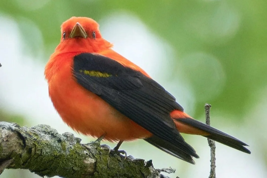 COS in the Suburbs: Bird Walk at Penny Road Pond