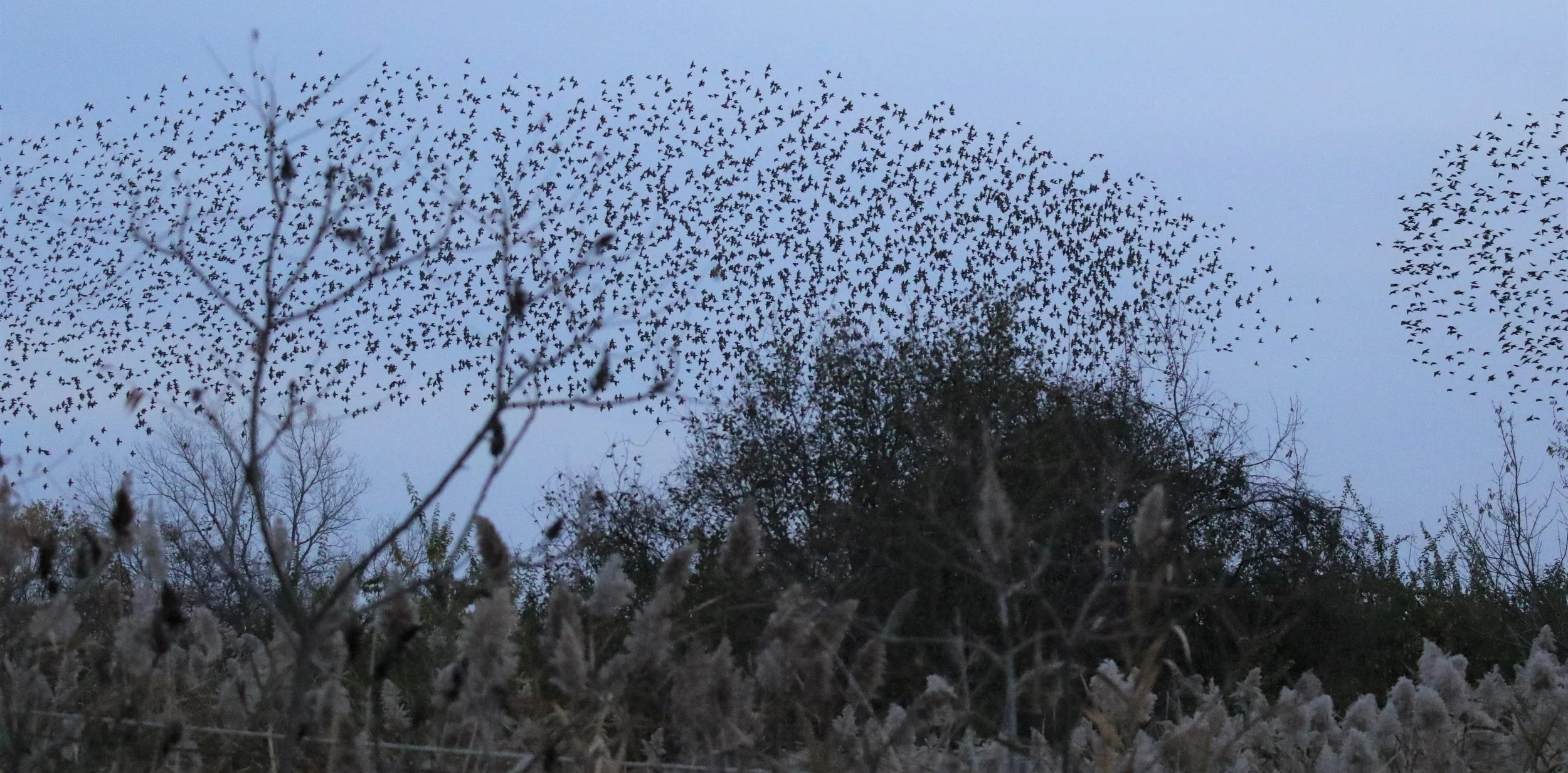 Thousands of black birds against an evening sky in the distance, with a dozen more blurry bird forms in a bare tree in the foreground.