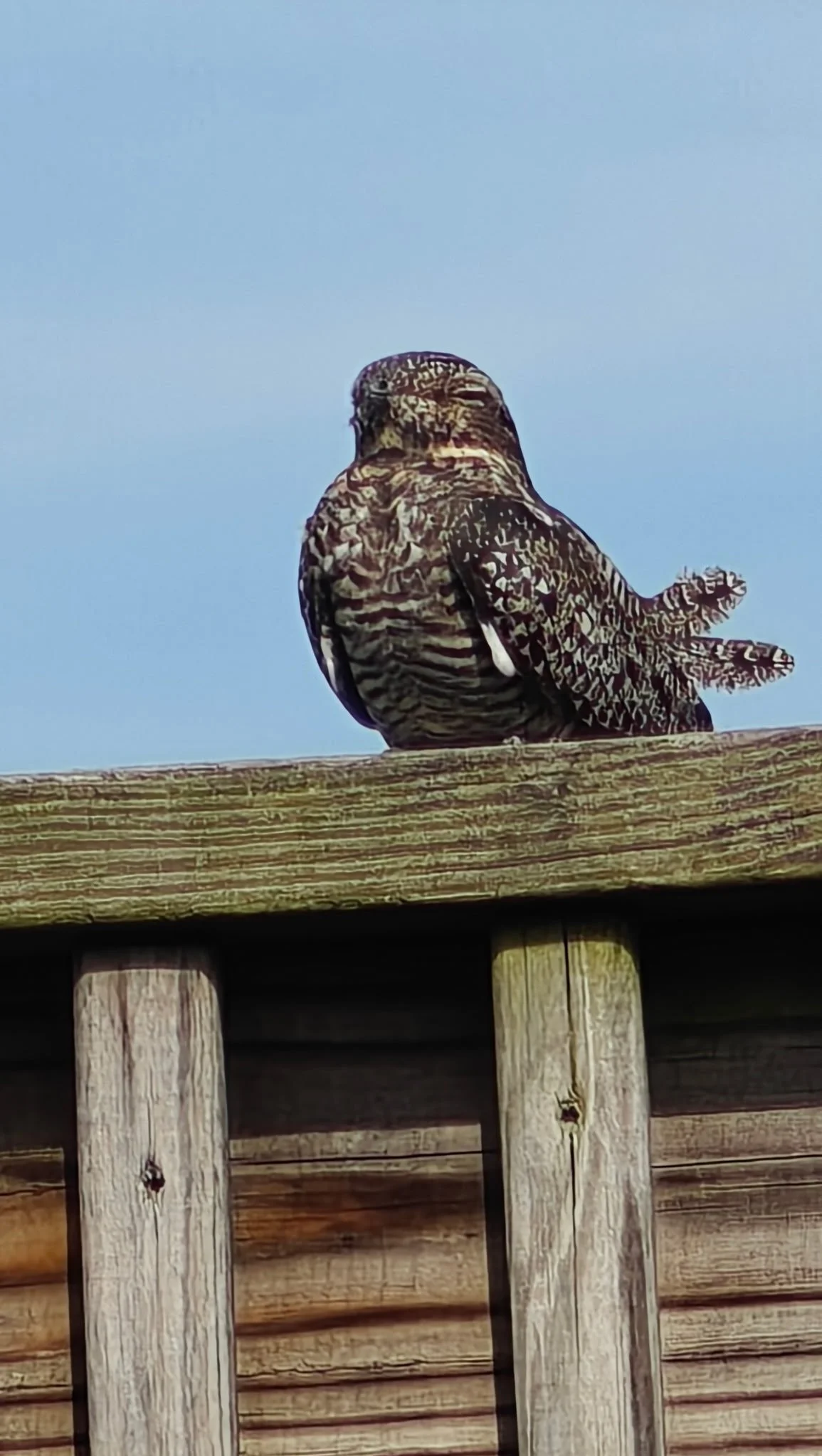 Results of the 2026 Nighthawk Monitoring Season