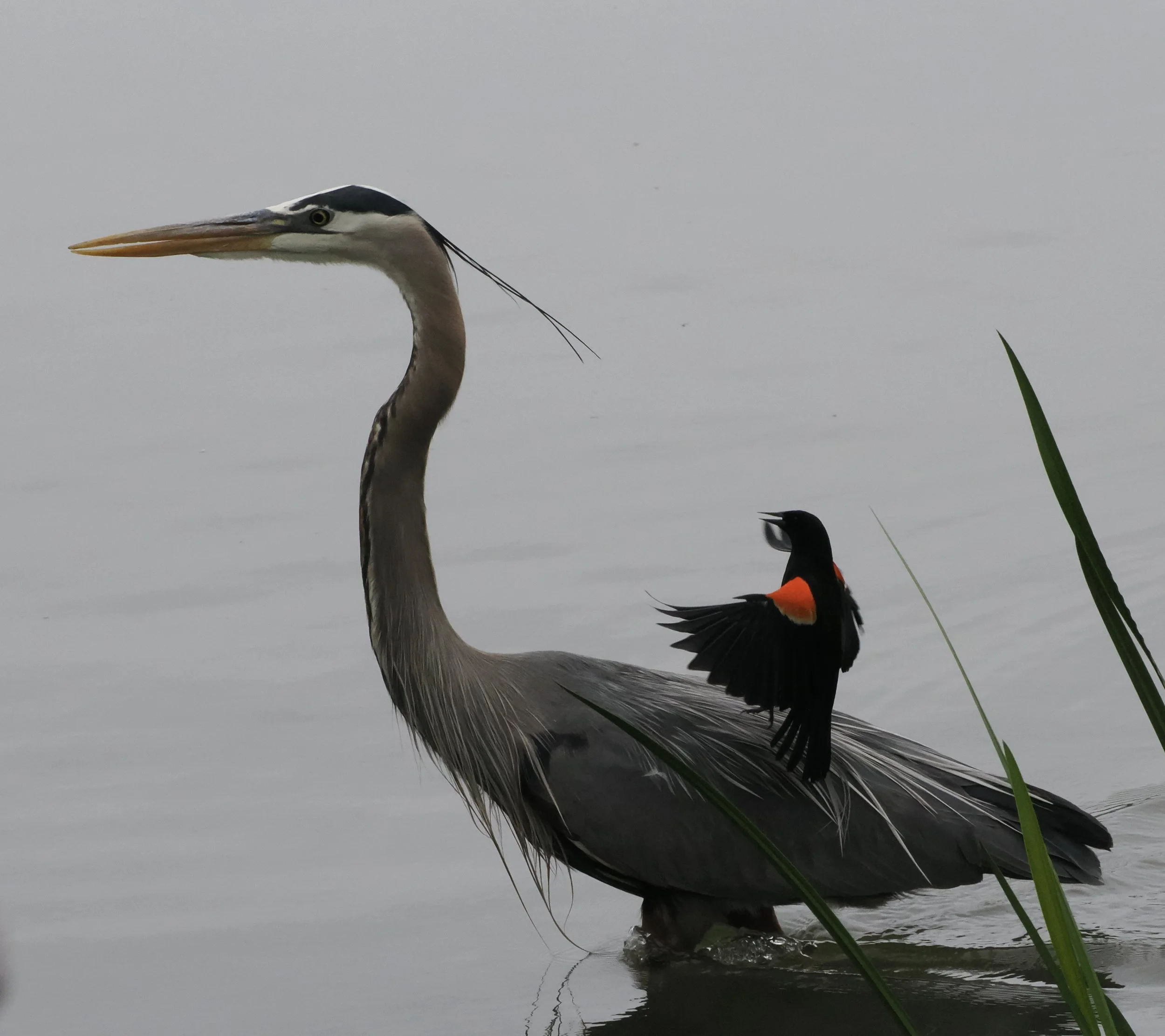 In profile facing left, a large bird with a long, sharp yellow bill, long gray elegant curved neck and oval body standing in water, with a small black bird seemingly perched upright, wings flapping, red patches on shoulders.