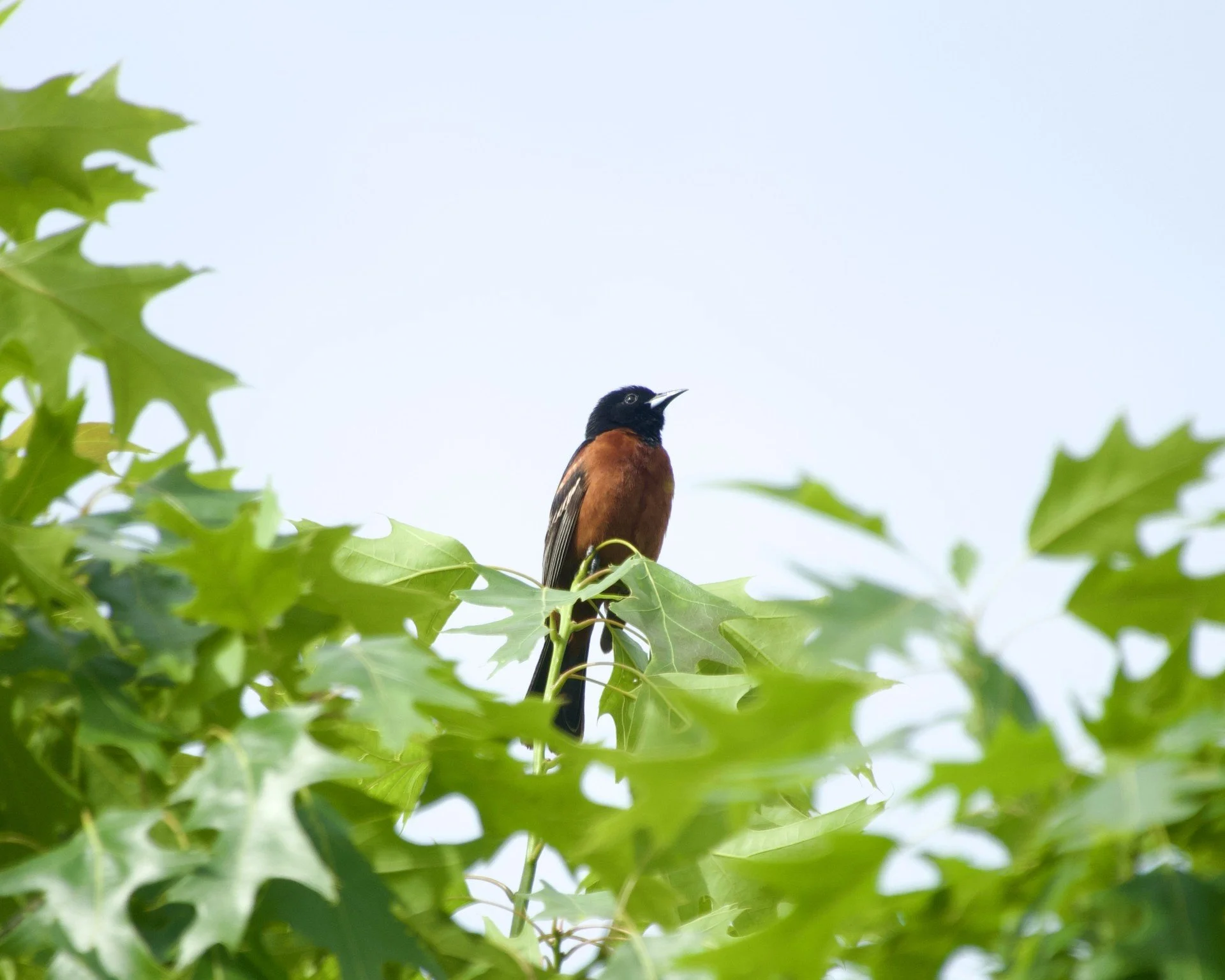 Robin-shaped bird seen in profile and from slightly below. Apple-red breast, dark cap, and dark wing and tails with white wing bars. Medium sharp silver bill. In profile against blue sky and over green leaves.