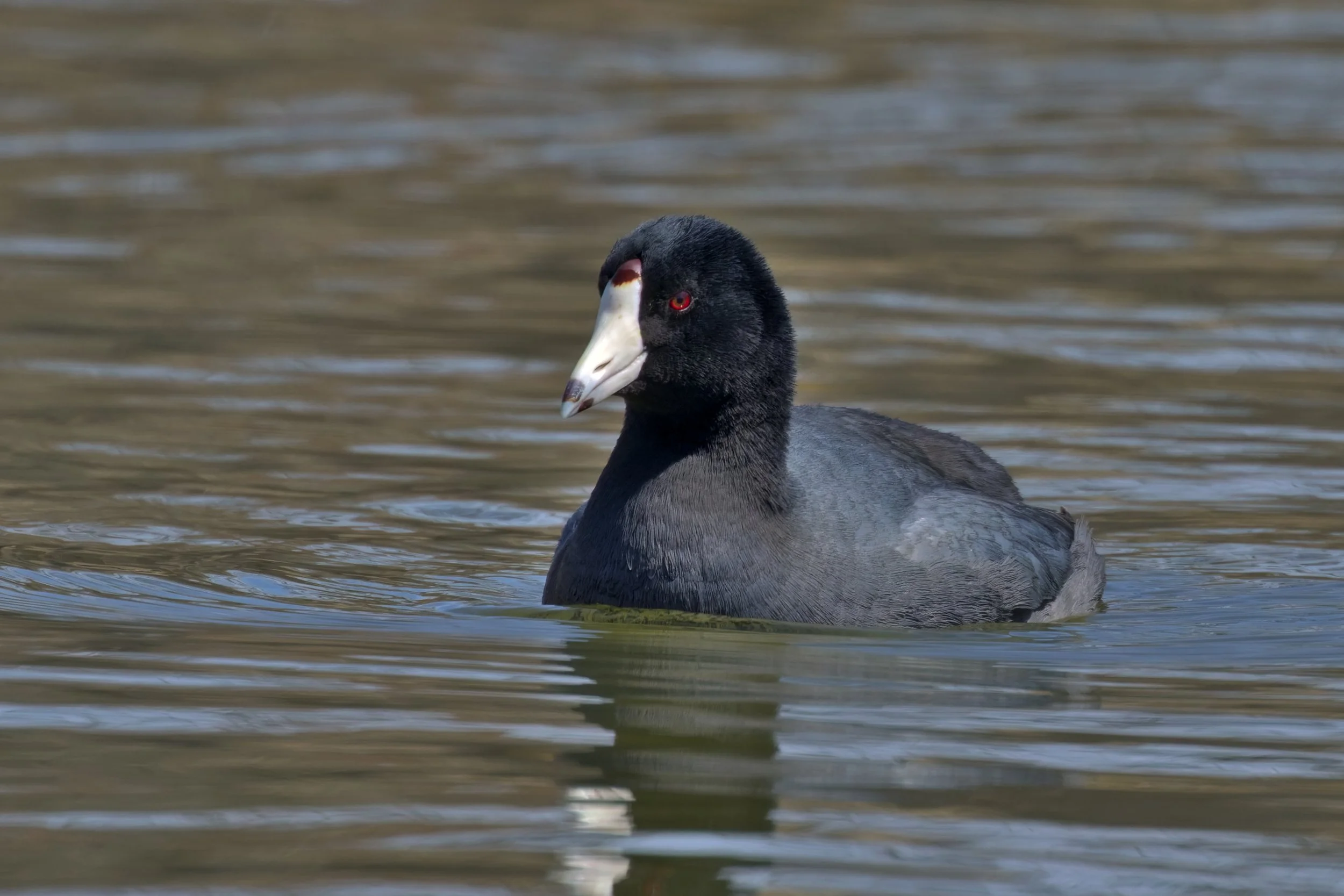 Facing left and floating on water, a compact black bird with thick upright neck, rounded head, red eye, and thick white beak.