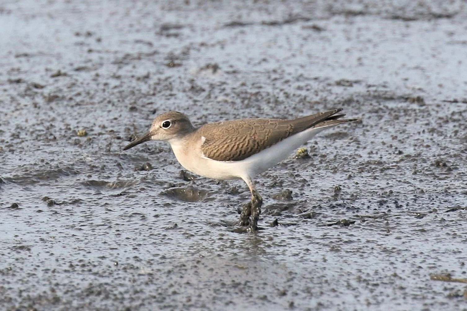 Seen in profile facing left, a slender, long-bodied bird with a long, narrow bill. The eye is dark with a white eyering. The bird is sandy brown on its head and back and white underneath. It is standing in mucky sand.