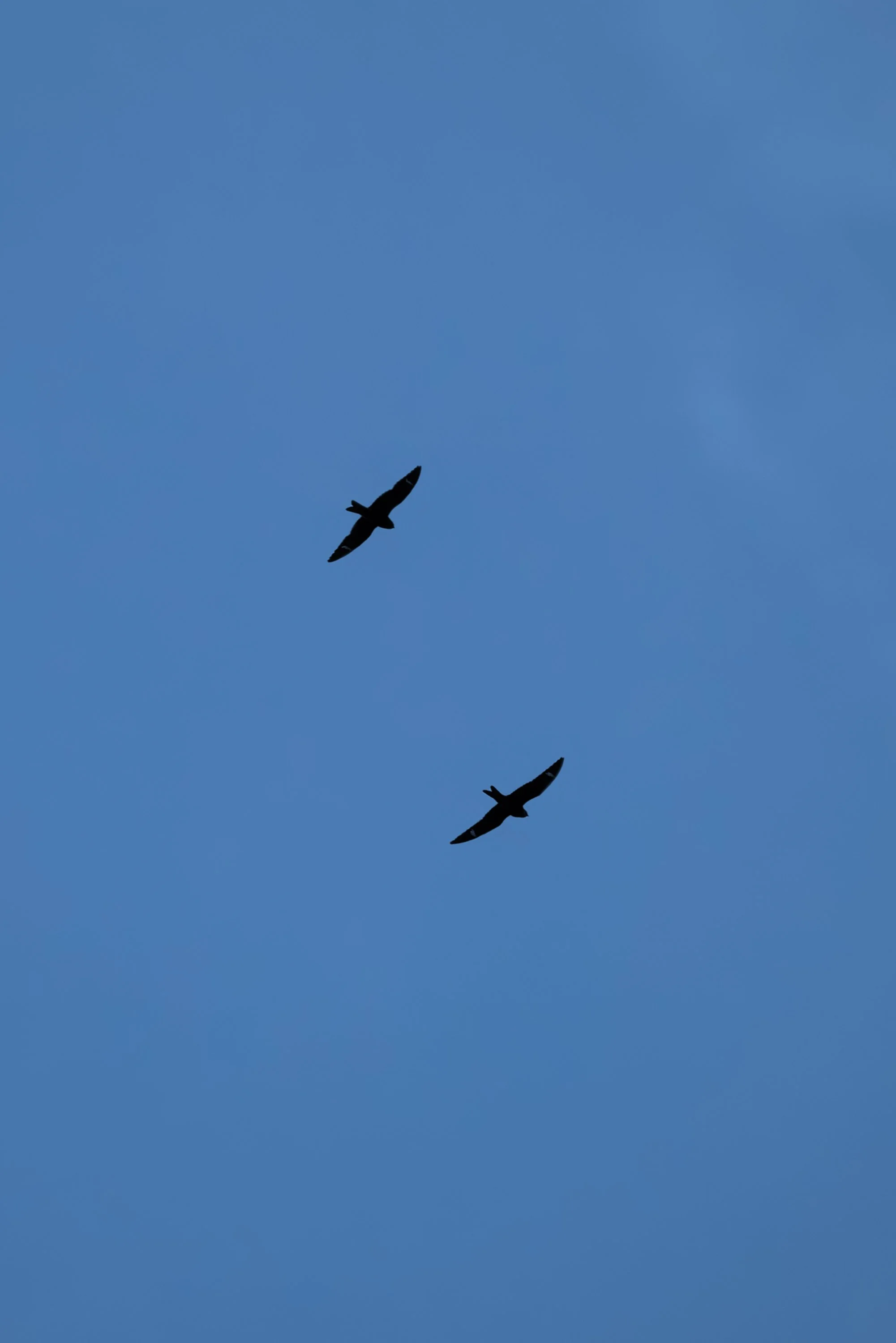 Seen from below in silhouette, two birds flying from upper left to lower right. Forked tails, long, narrow wings and short heads.