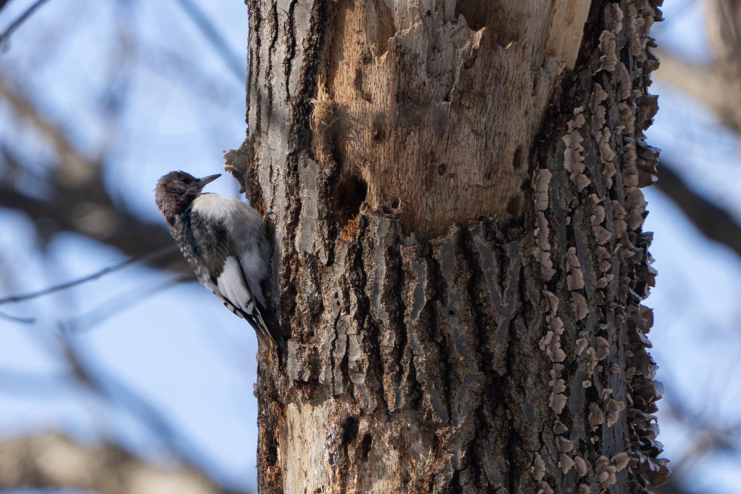 Clinging vertically to the left side of a tree, a medium-size bird with pointed, narrow black bill. The head, back and tail are gray-black, with a white belly and large white patches on the wings.