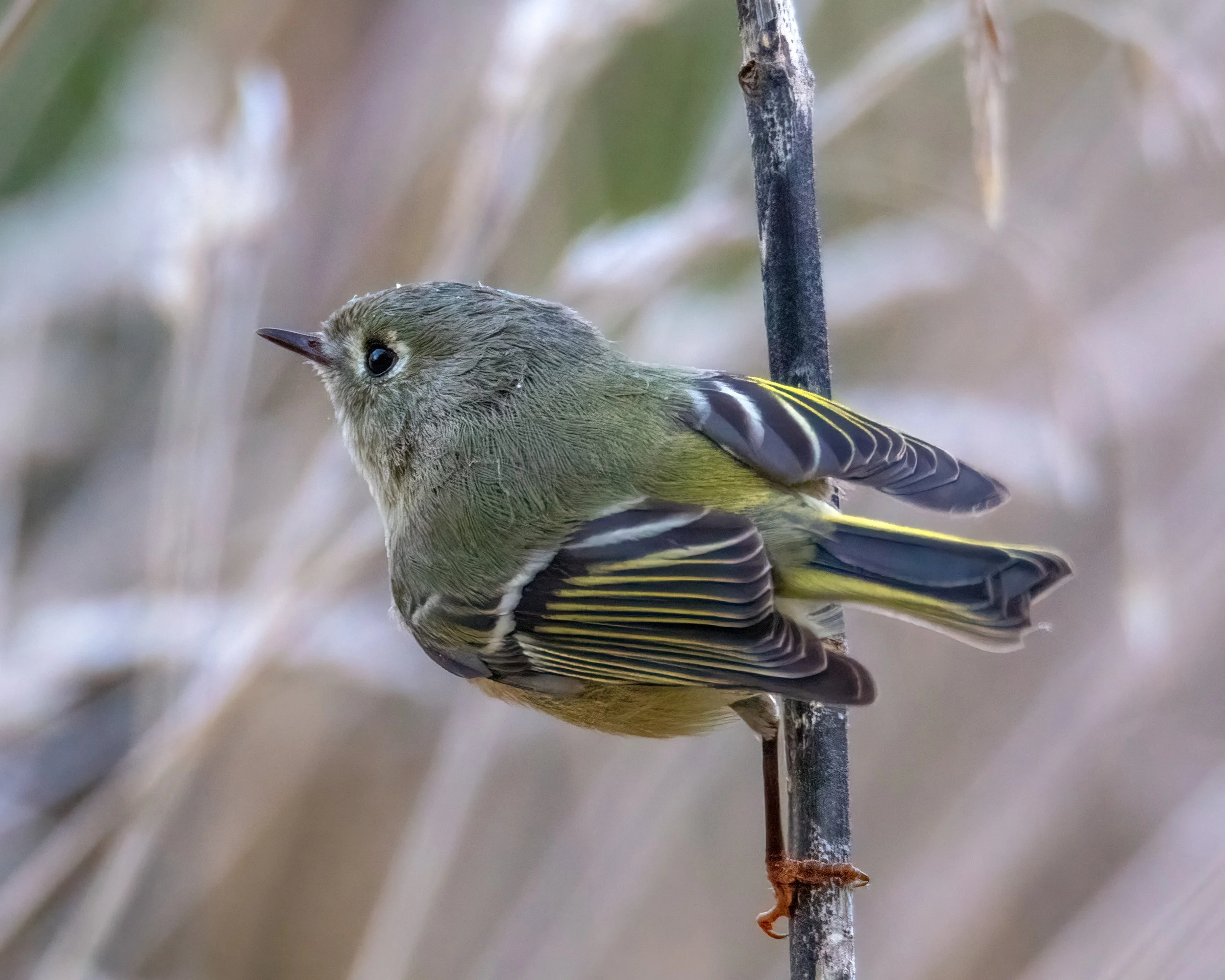 Tiny bird with yellow and black striped wings and yellow edges along a black tail, olive green on head and back, with a white eye ring, perched sideways on a vertical stick.ical