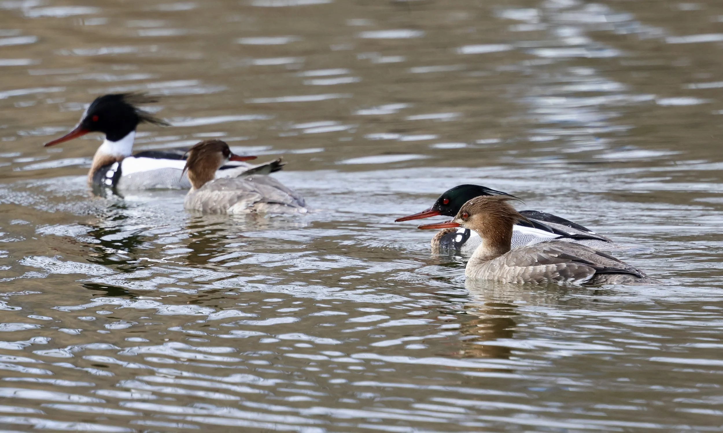 Two pairs of duck-like birds swimming right to left. Males have dark heads with long tufts of feathers off the back, white necks and backs, and reddish breasts. The brown females, like the males, hve long, thin orange beaks.
