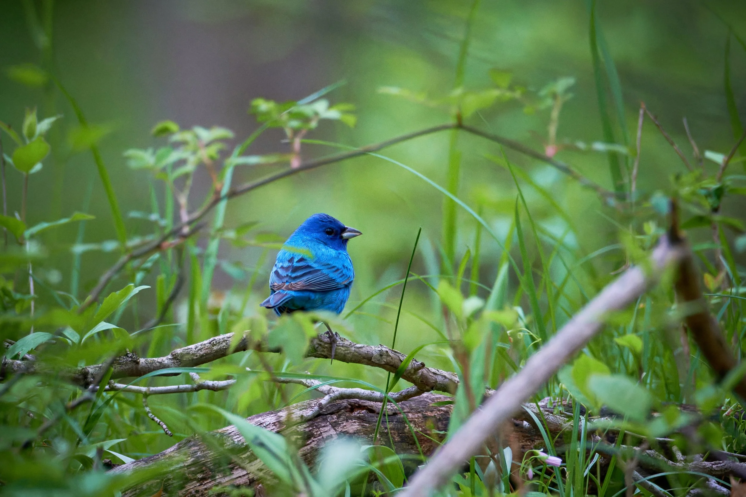 Busse Woods South Bird Walk