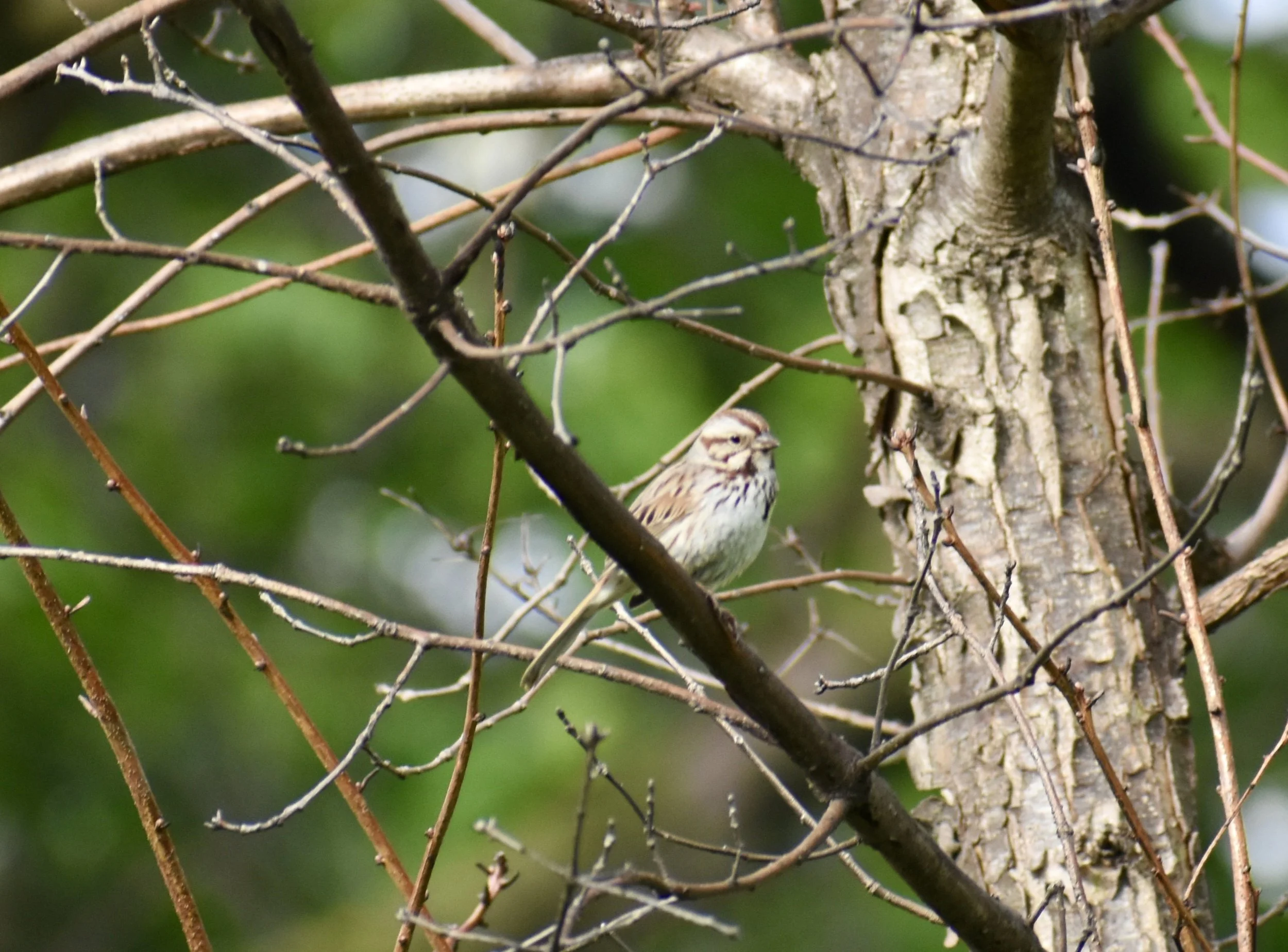 Sparrow perched on branch on tree, facing right. Breast is streaky white, back is streaky browh, with a brown bap, brown line through dark eye, and brown triangle under the chin.