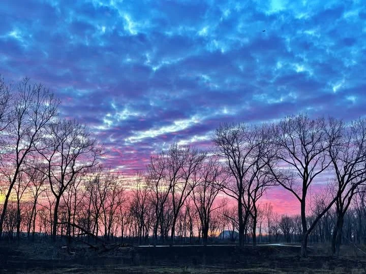 Twilight, with dark ground at the bottom, dozens of leafless trees in front of pink and gold sky, with blue-tinted stripes of clouds above.