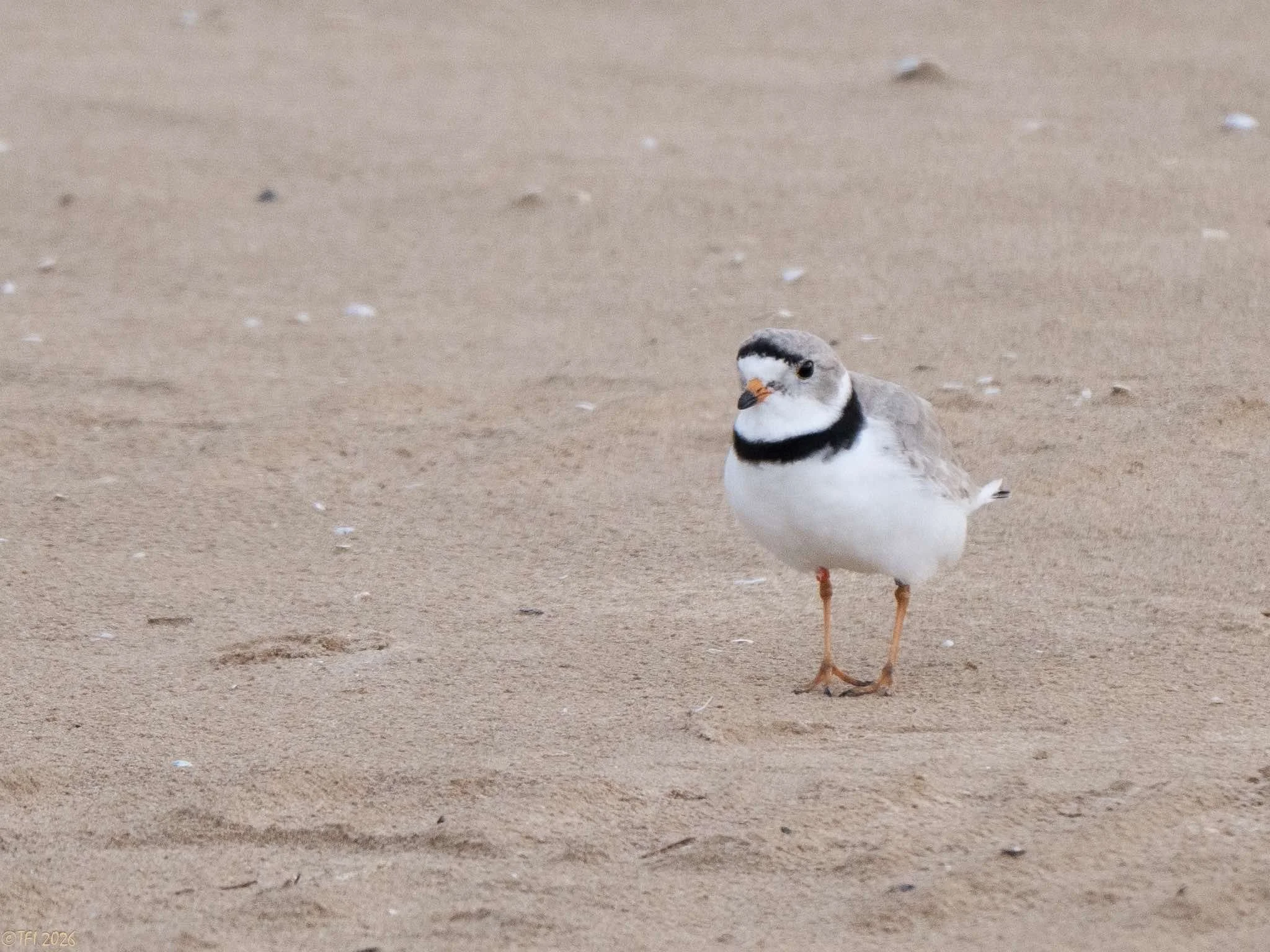 Small bird with white belly, chin and face with black band around neck and a black headband between eyes. Cap and back are gray. The bird's bill and legs are orange. Standing on sand.