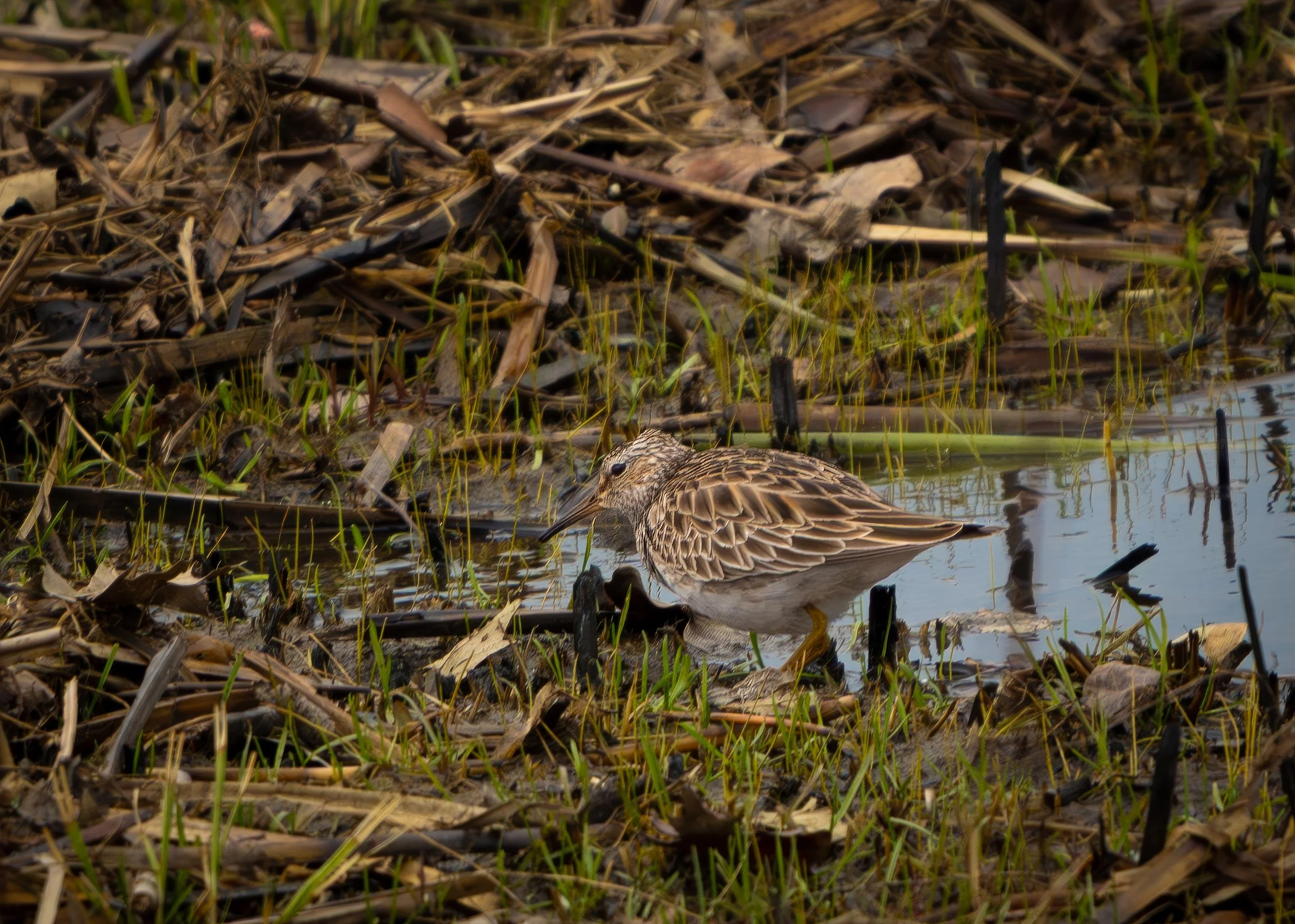 Shorebird with long black bill, brown feathers edged in cream on its head and back, white underbelly and yellow legs standing in grass and reeds at the shores edge.
