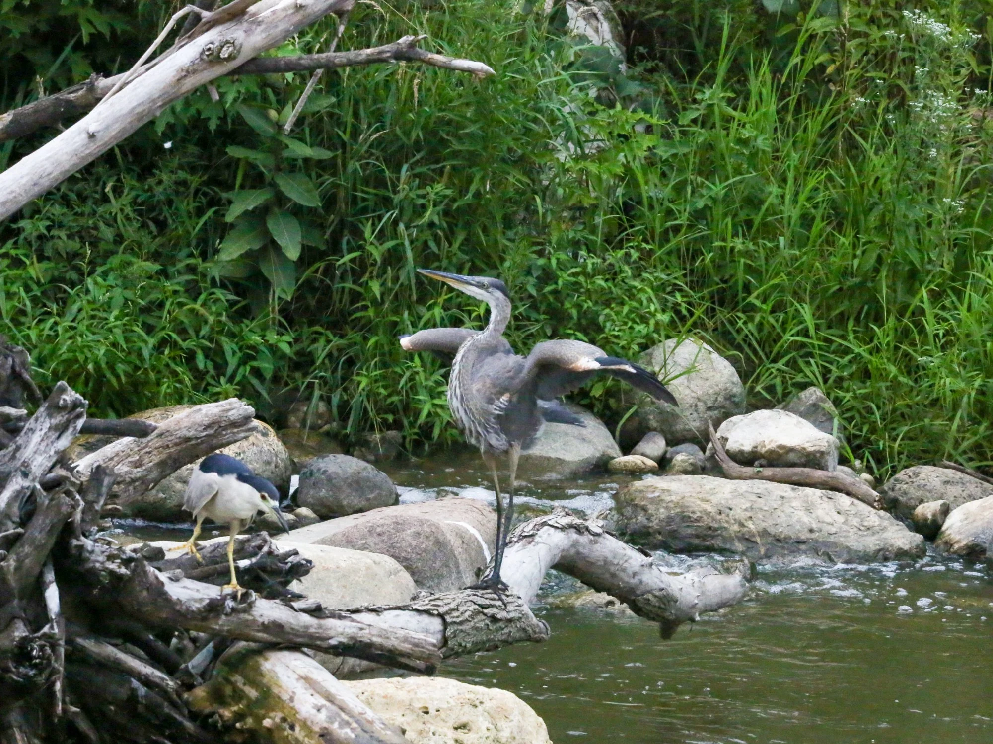 Two birds in profile, facing each other, on rocks next to river. Much smaller bird on the left is white with black head and back and is watching the water. Long-legged bird on the right is blue-gray with a long, thick, pointed bill and upraised wings