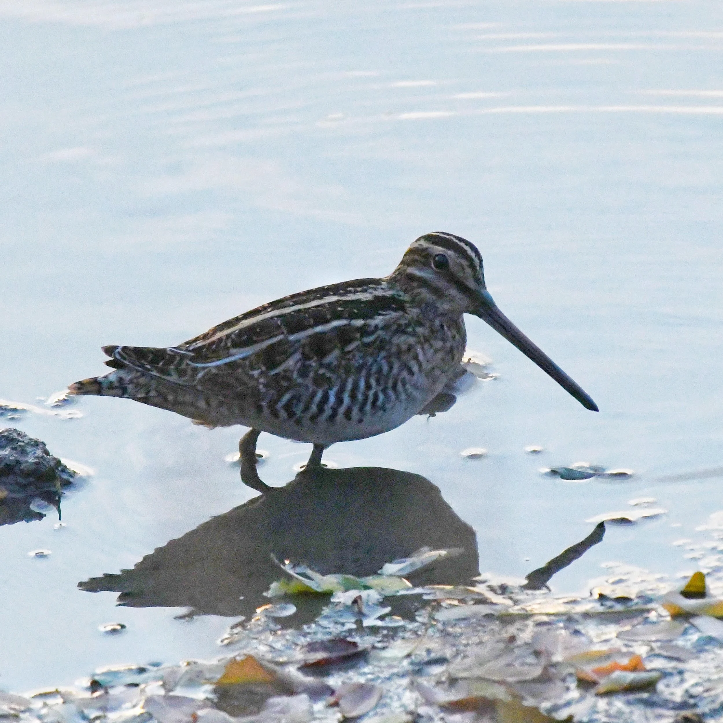 Seen in profile facing right and standing in shallow water, a football-shaped bird with thin bill that is longer than its head. The bird is brown with white streaks running horizontally on its head and back, fading to wavy upright lines on its sides.