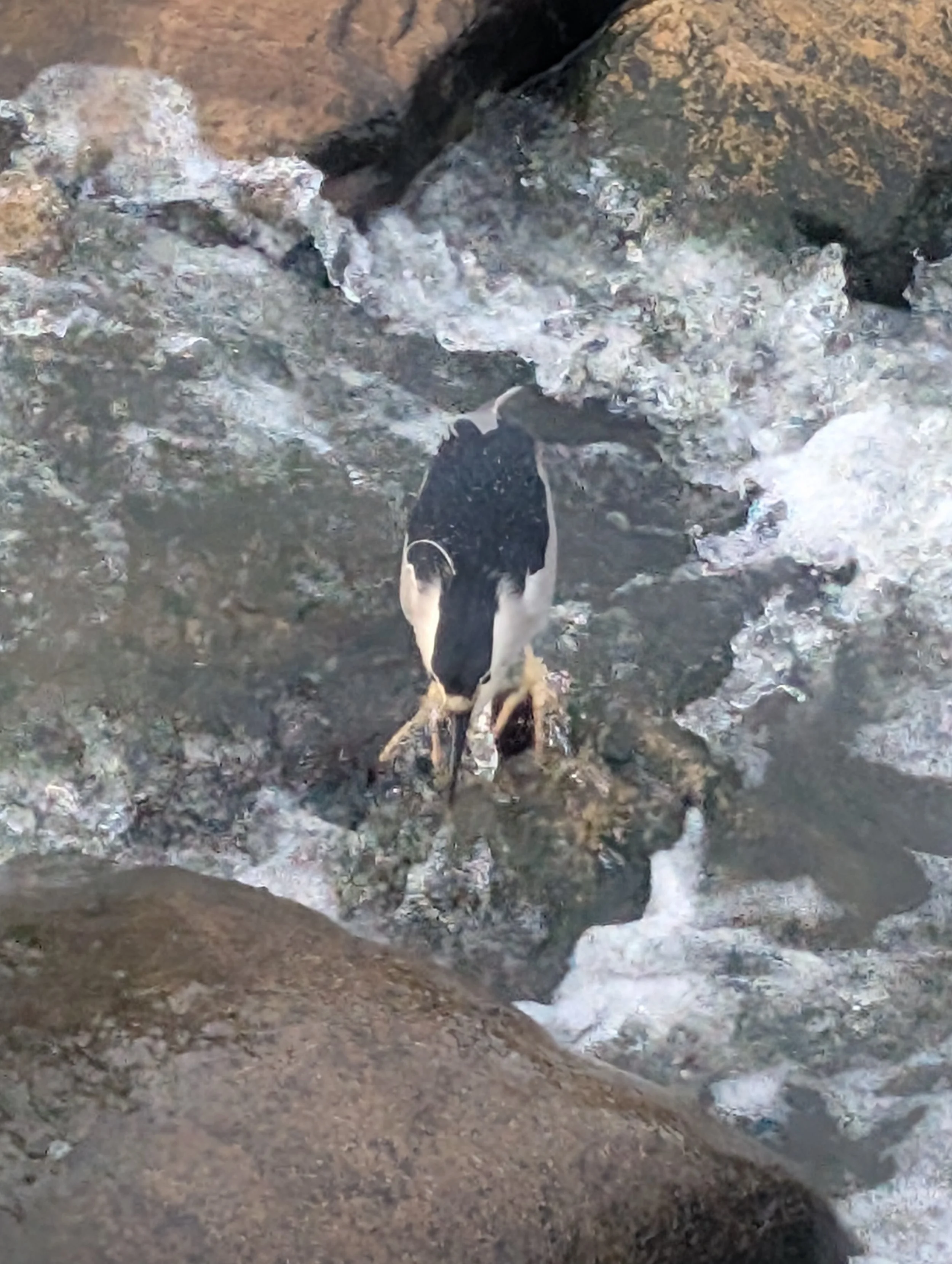 Seen from above, bird crouched on rock in river. Long black bill points down to bottom of photo. Head and back inky black. Sides are white. Side-facing eyes are red.