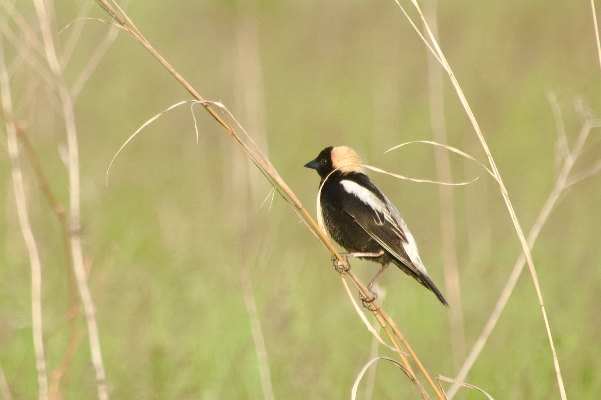 Medium-sized bird in profile, clinging to a weed. Back of head is yellow. Face, throat and belly are black, whith thick white streaks reaching from shoulders through its tail. Beak is short and stubby and the eye us dark.