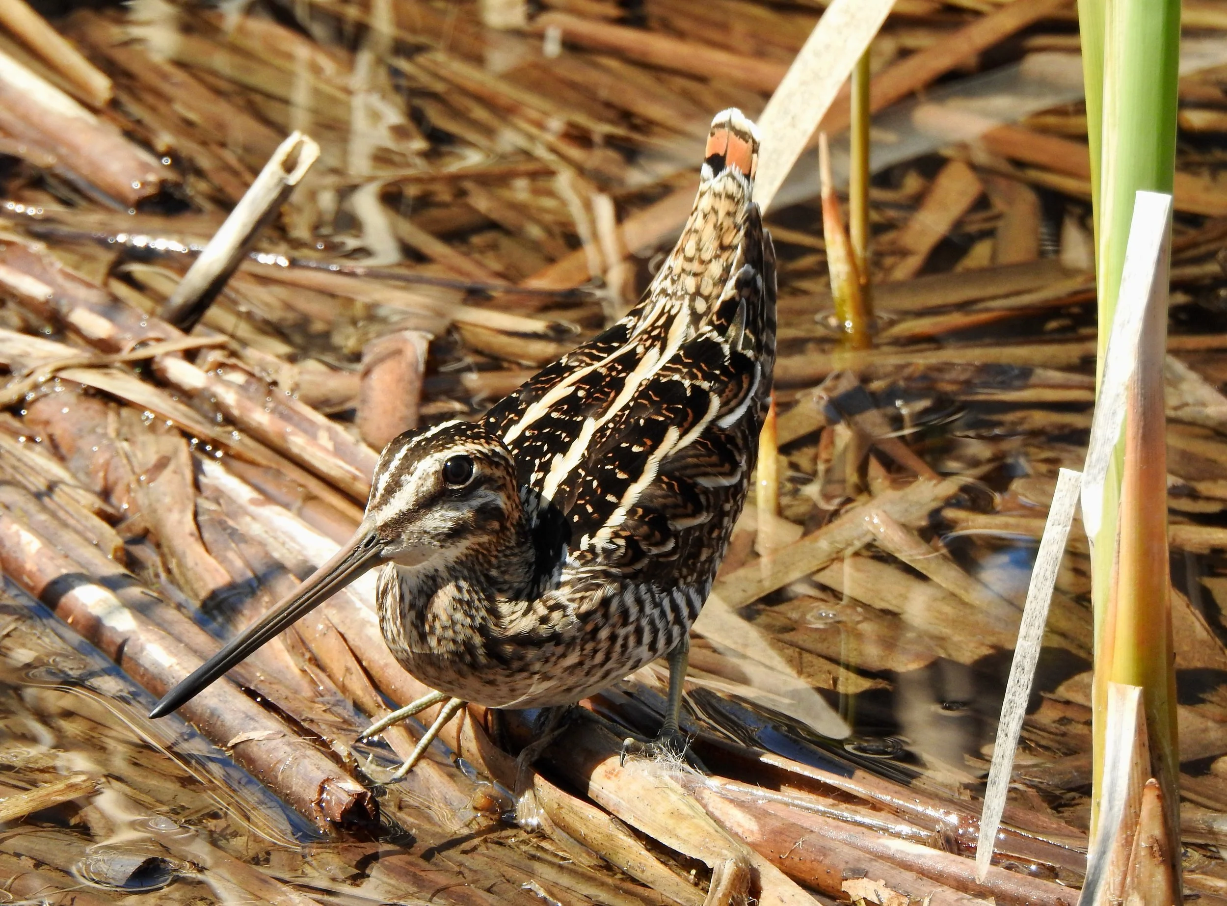Seen from the front and above, a bird with a long narrow bill nearly as long as its football-shaped body. The bird has white stripes running from its bill the length of its dark brown body. The stubby tail has an orange band at the tip.
