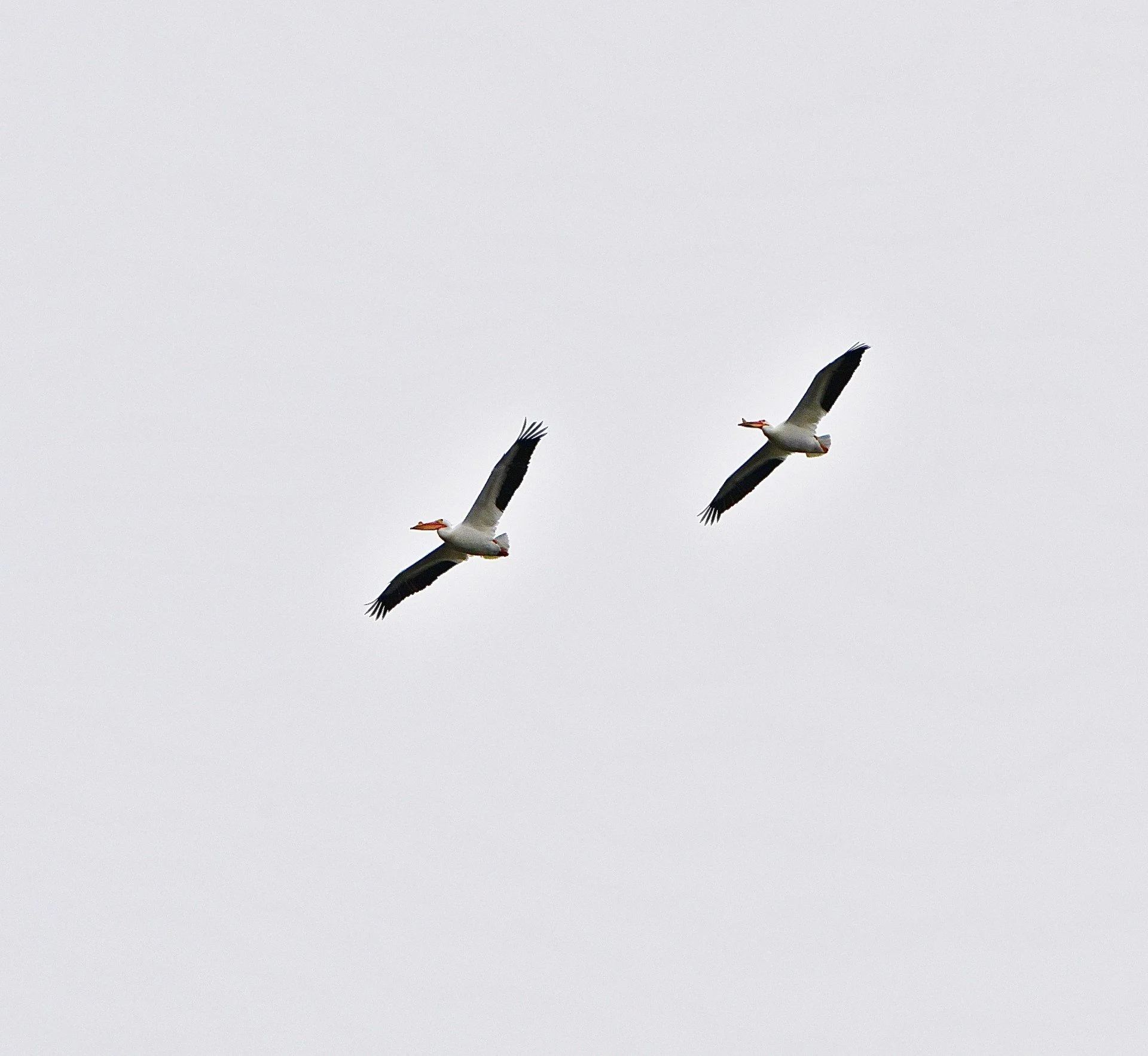 Two large birds seen from below, flying left. The feathers at the ends of the long, narrow wings are black. Very large, long, hooked beaks are orange.