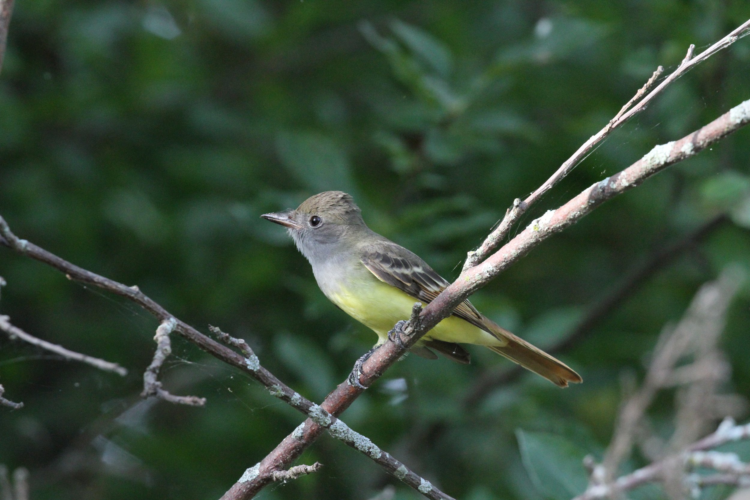 COS in the Suburbs: Crabtree Nature Center