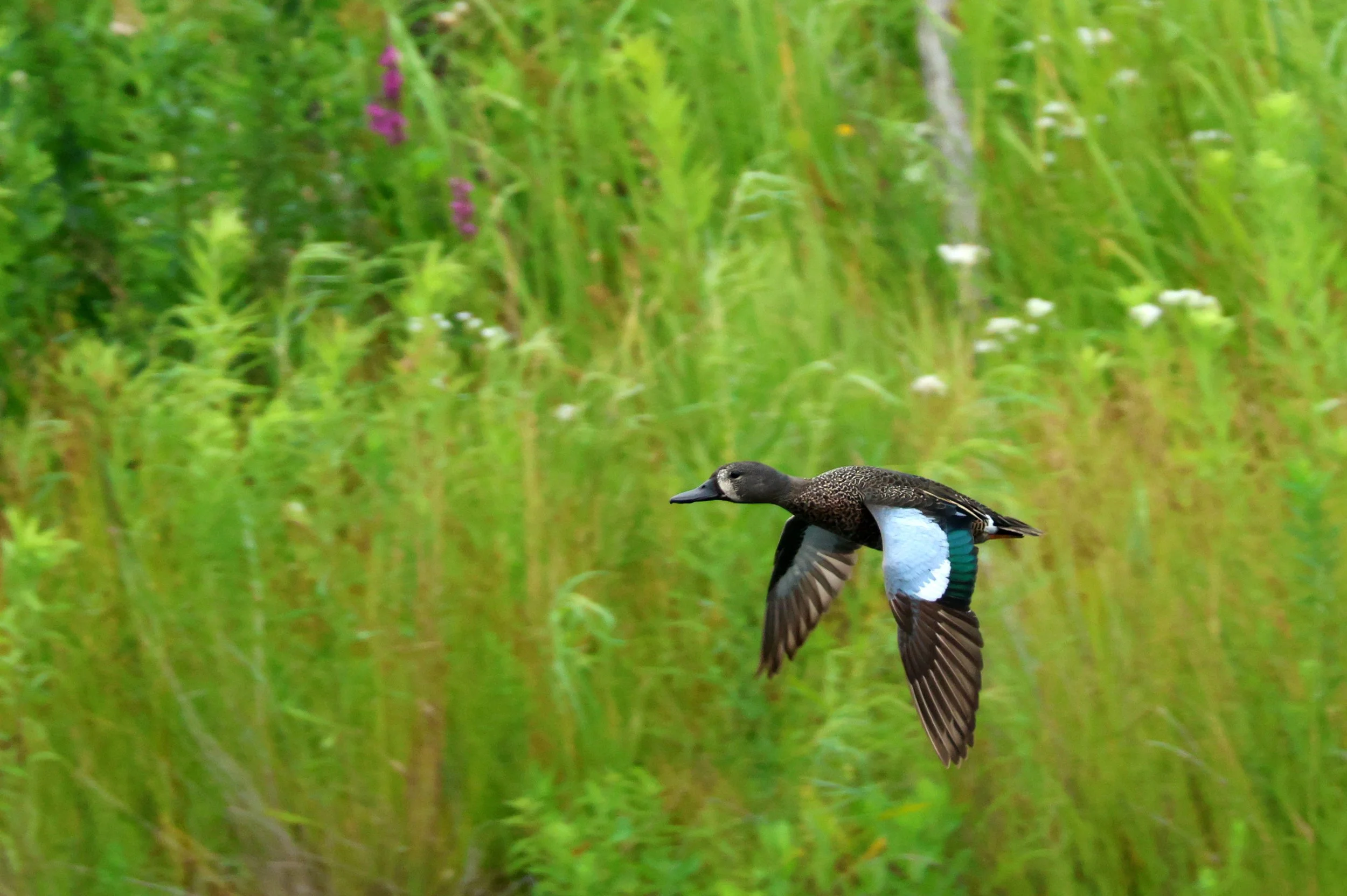 Duck seen in profile flying left, wings down below the body. The bird is all brown except for bright blue patches on the upper front of its wing, with green on the back edge of the wing. A vertical white band separates the bill from the face.