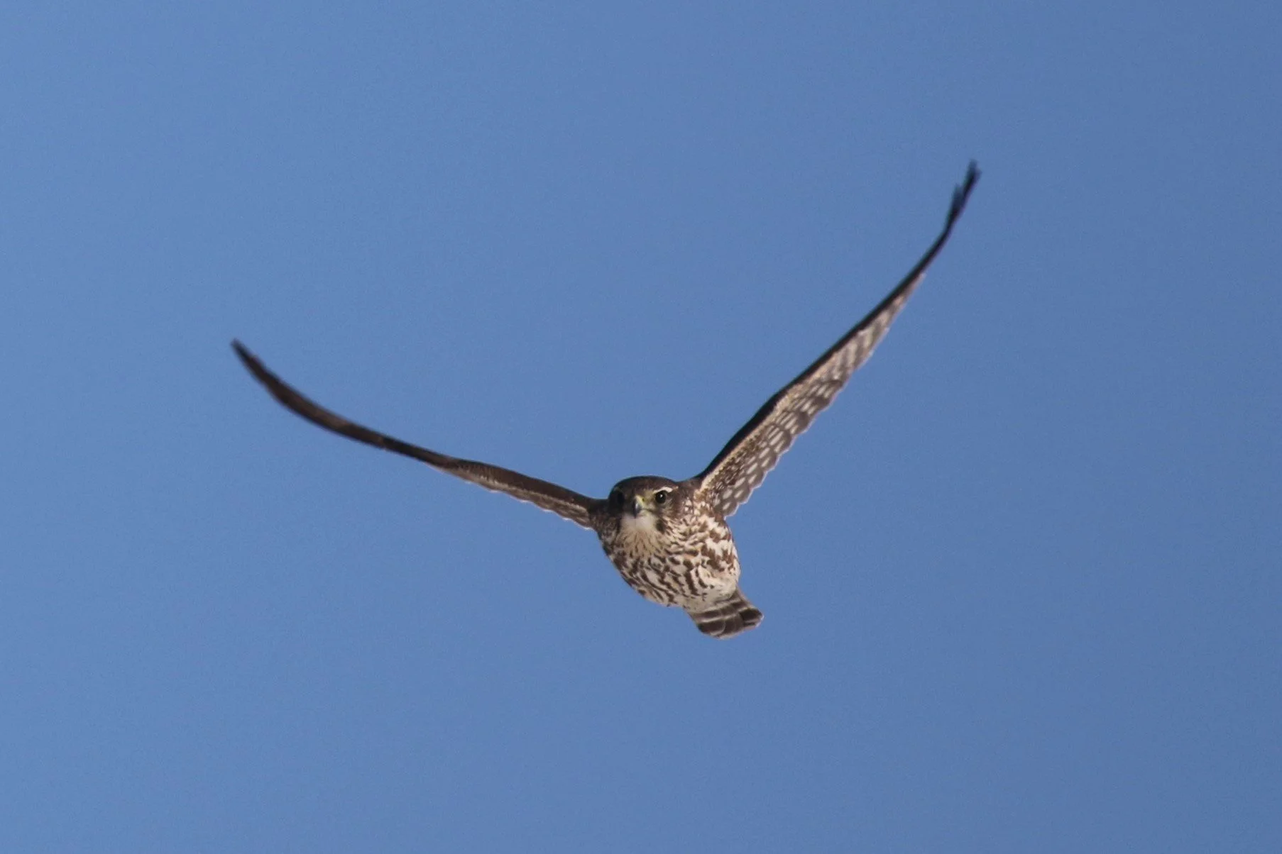 Looking into the face of a flying raptor, wings upright in a V, against a blue sky. The bird has a dark, sharp hooked bill and dark eyes. It is creamy white with dark brown streaks and bars.