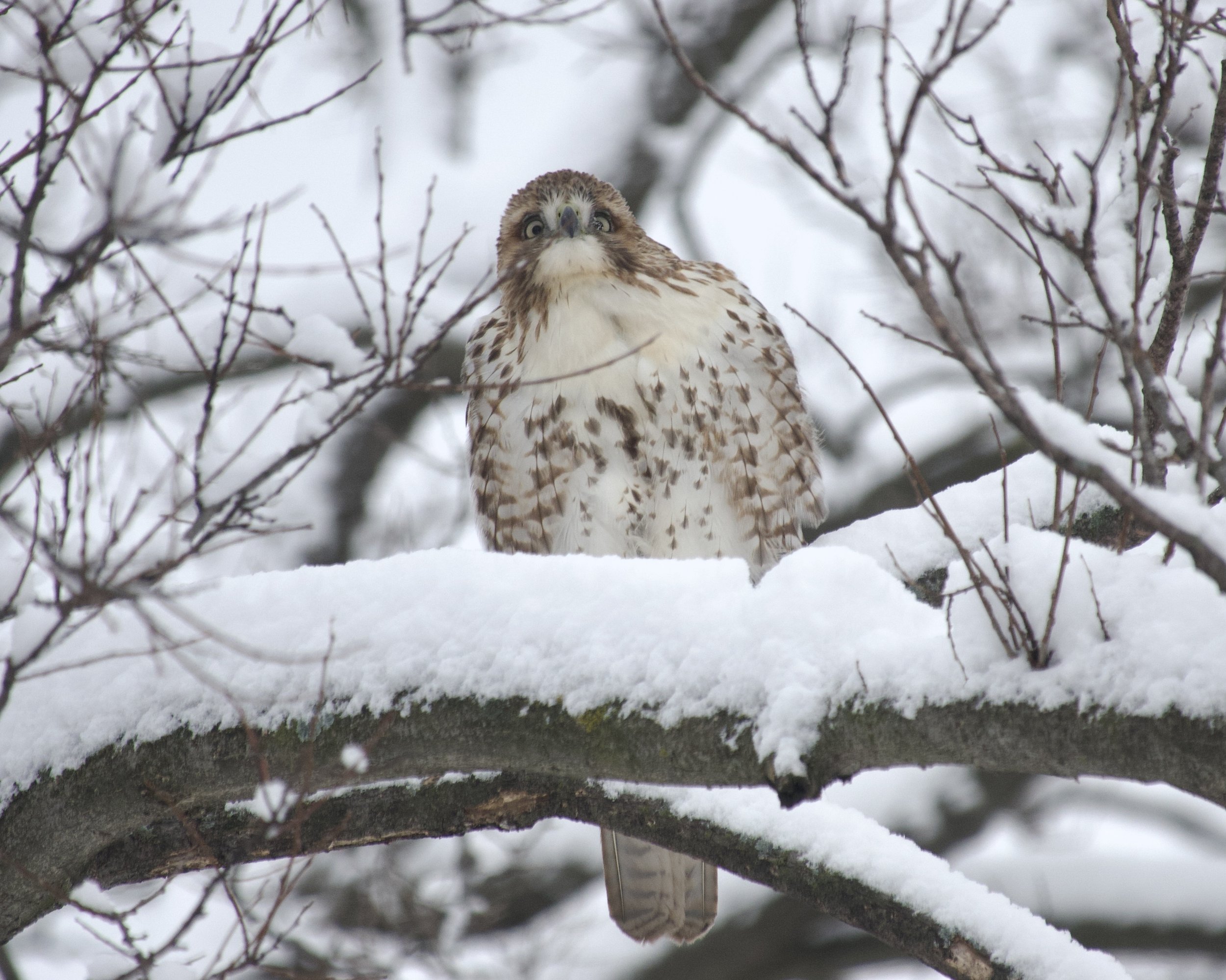Large bird facing camera, hooked black beak between round yellow eyes. The head cheeks are reddish, the throat and breast white, and lower belly white with reddish diamonds. The bird is perched on a branch partially covered with snow.