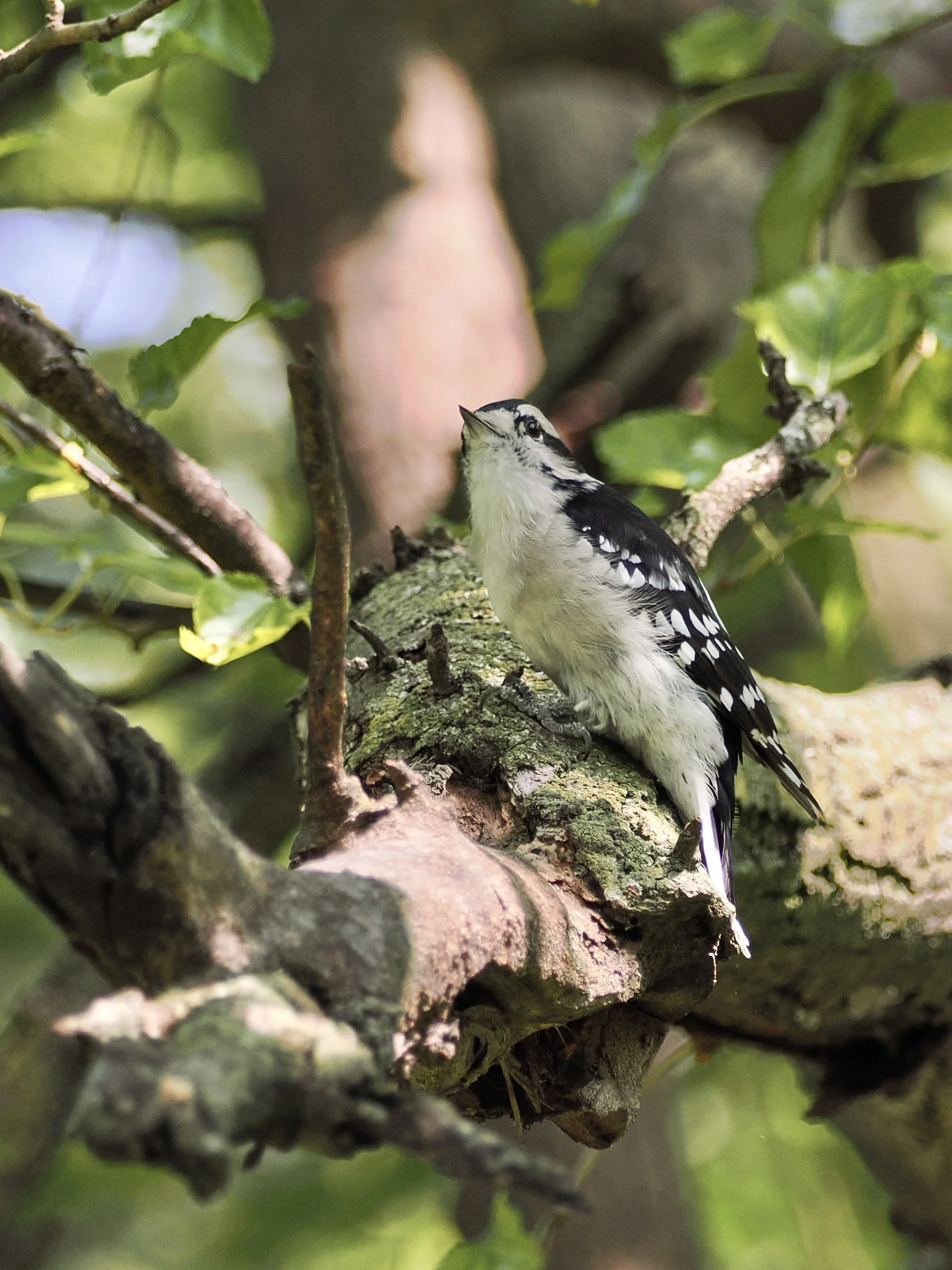 Smallish slender bird with white underneath, black patches with white speckles across the wings, a black cap and a black band going backwards from a dark eye. The bill is short and sharp. Seen from underneath perched on a branch.