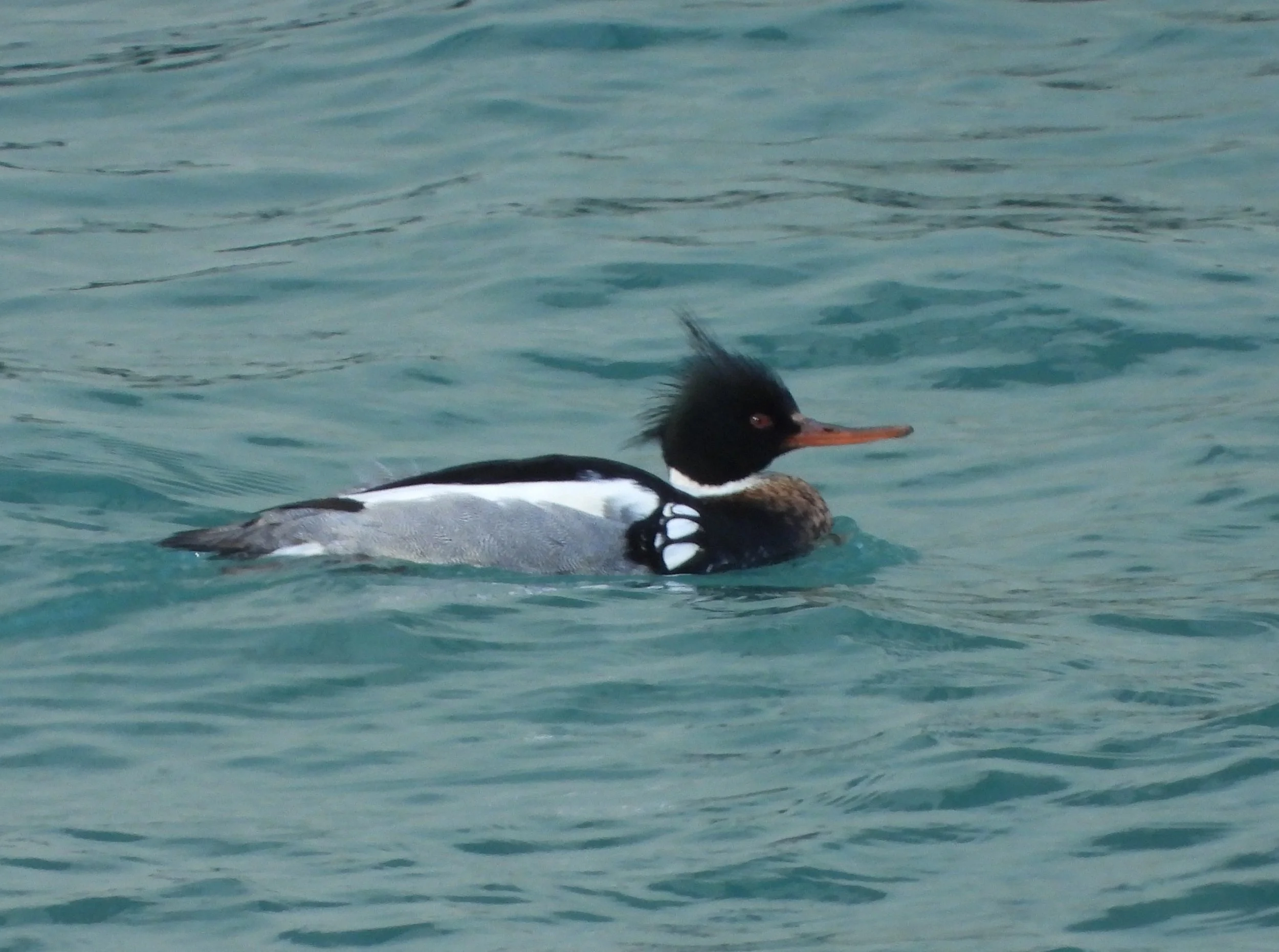 Duck-like bird with long, thin orange bill, in profile, swimming right. Black head with spiky feathers sticking up and black back. Reddish breast. White collar, large vertical spots on collar, white streak along upper back with gray beneath.