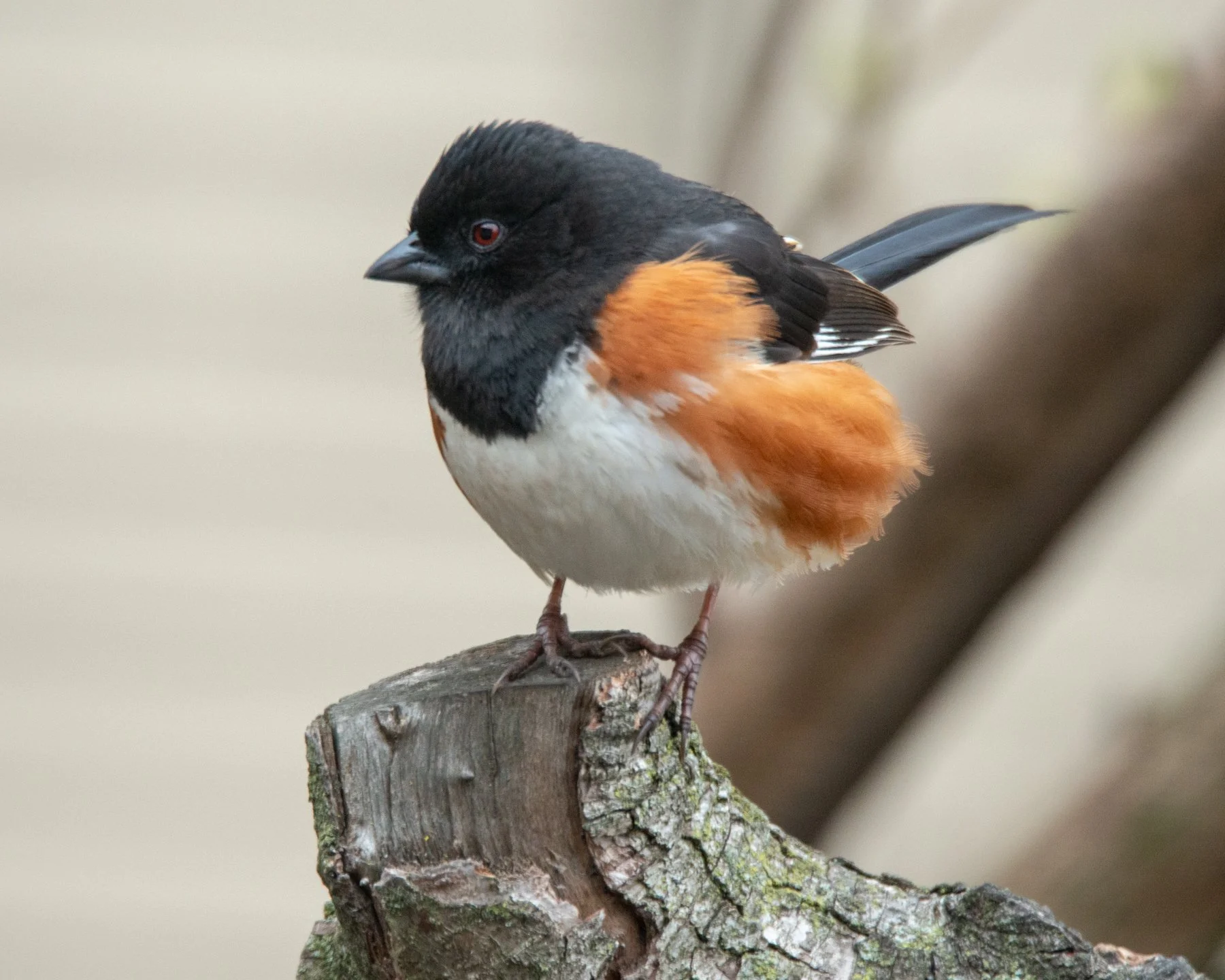 Medium-sized bird seen in profile, facing left, perched on a stump. Black head, breast, back and tail, orange flanks and white belly. The bill is short, thick and black.