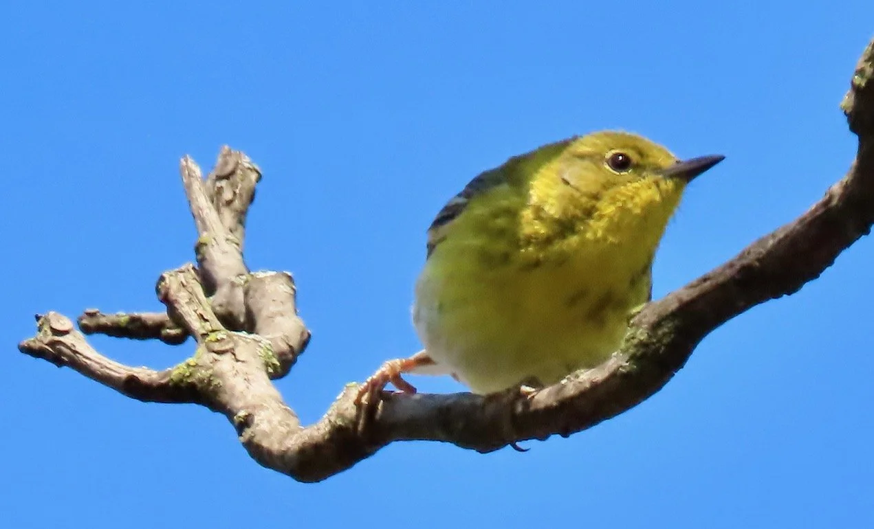 Seen facing right from slightly below, a small bird with yellow feathers, dark eye with a pale dark band running horizontally through it, pink legs and a short, pointed dark beak. It is perched on a twig against a blue sky.