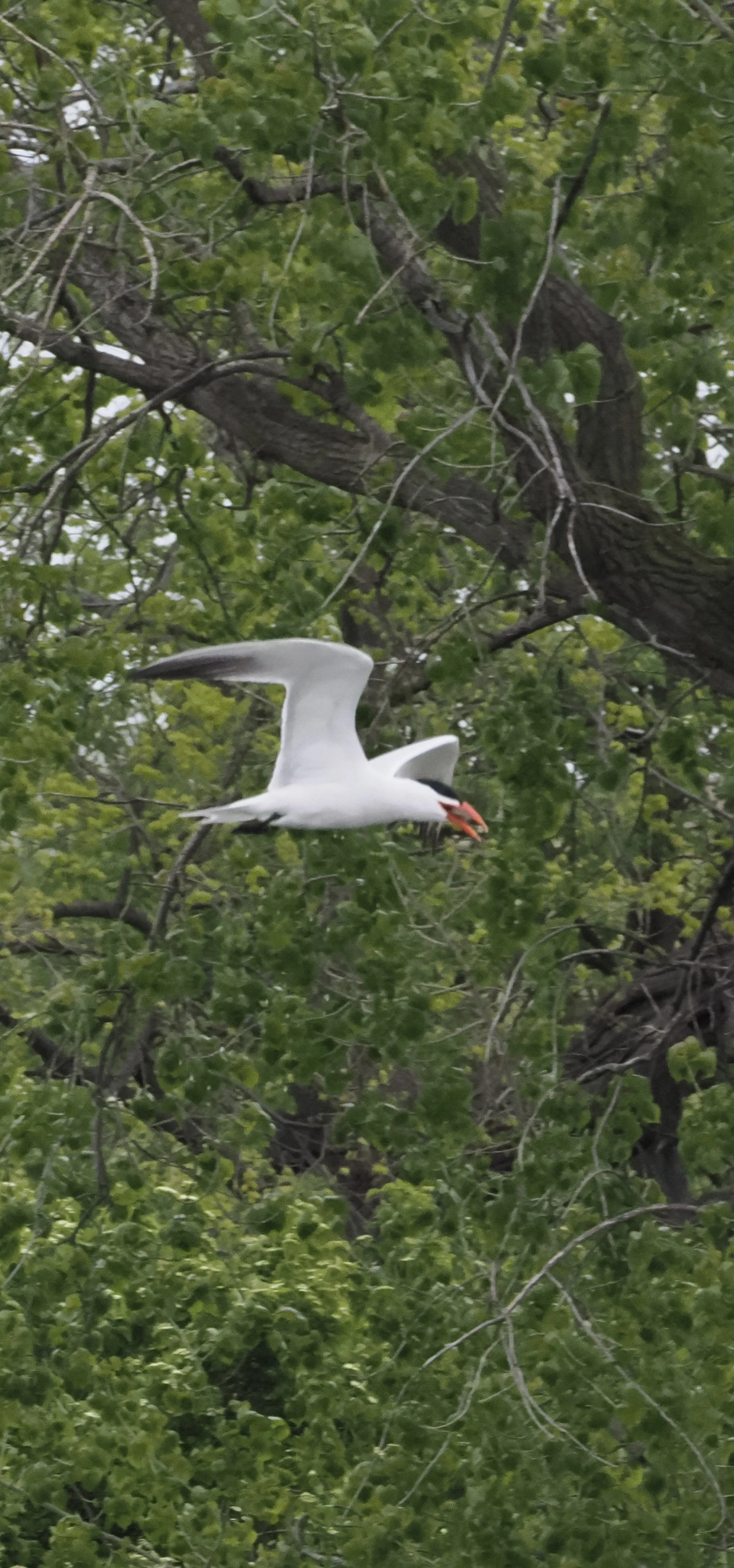 In profile against green trees, a white bird with upraised wings flies left to right. Bird has a black cap and bright orange pointed beak, with small fish clenched inside.
