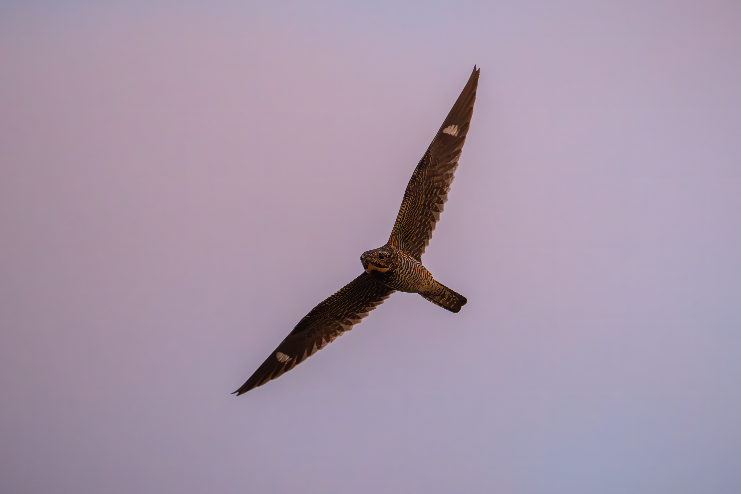 Seen from below flying from lower right to upper left, a medium-sized bird with spoon-shaped body and short, wide tail. The wings are long and dark with pointed tips and a white horizontal band near the tip. The body is dark against a sunset sky.