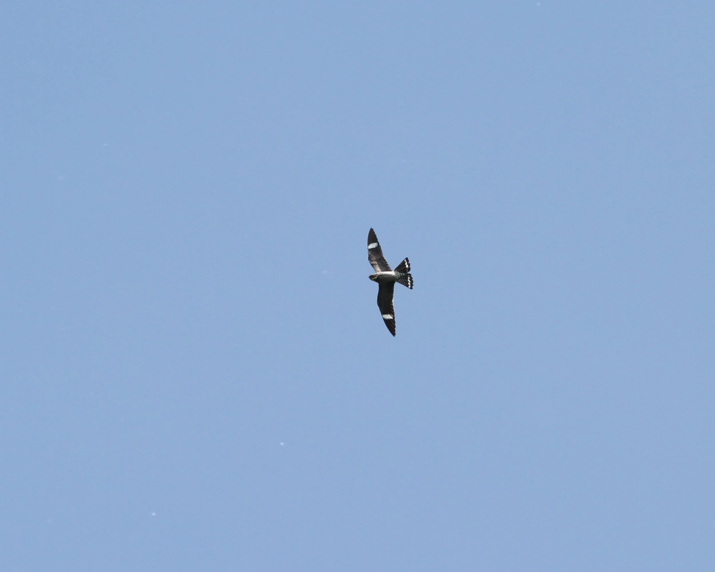 Field Trip: Nighthawk Watch at Horner Park — Chicago Ornithological Society