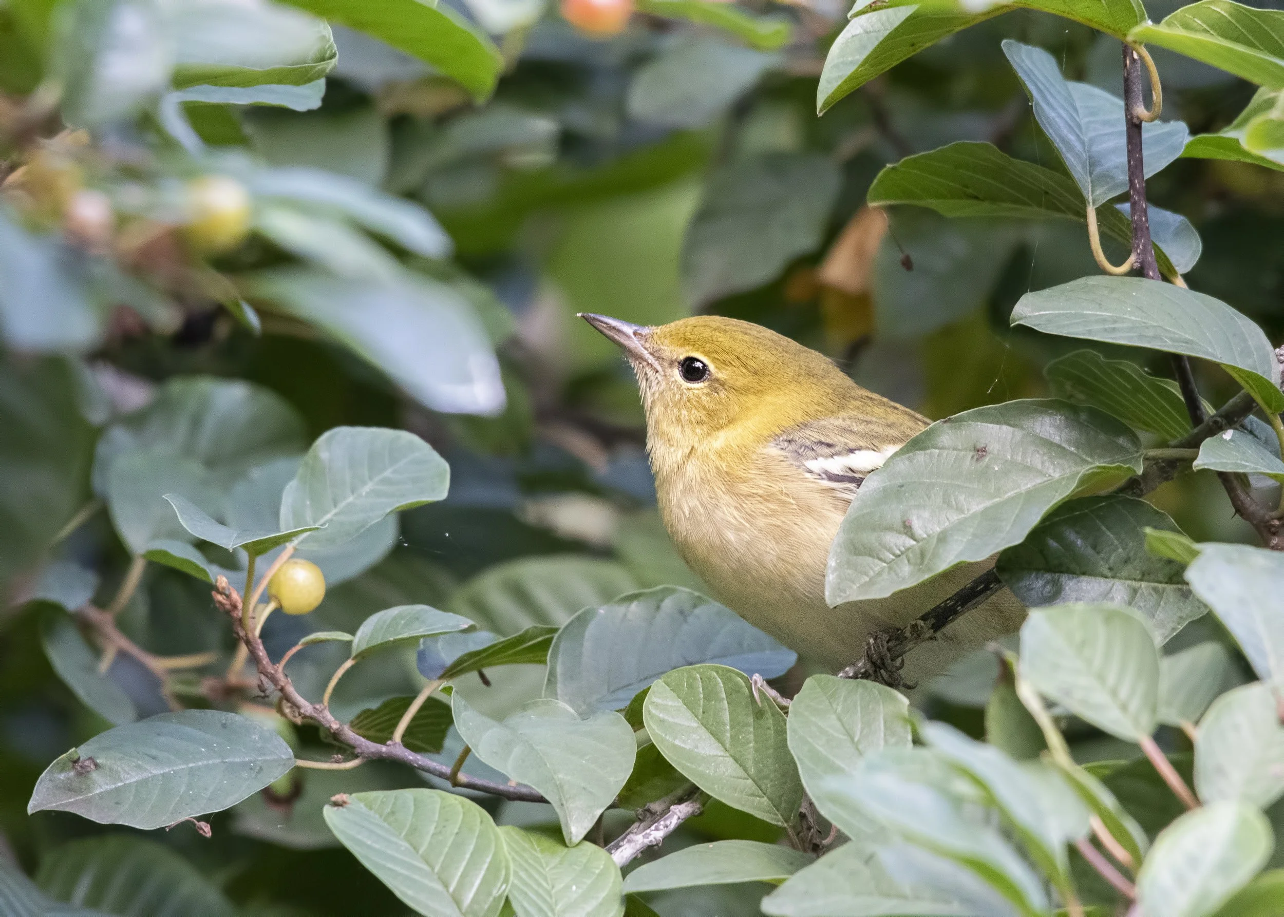 In profile facing left, a small egg-shaped bird with yellowish cap, face and underwings. The wings are sandy brown with a strong white wingbar. The beak is short, pointed and brownish, and the eye is black. Against leaves in a shrub.