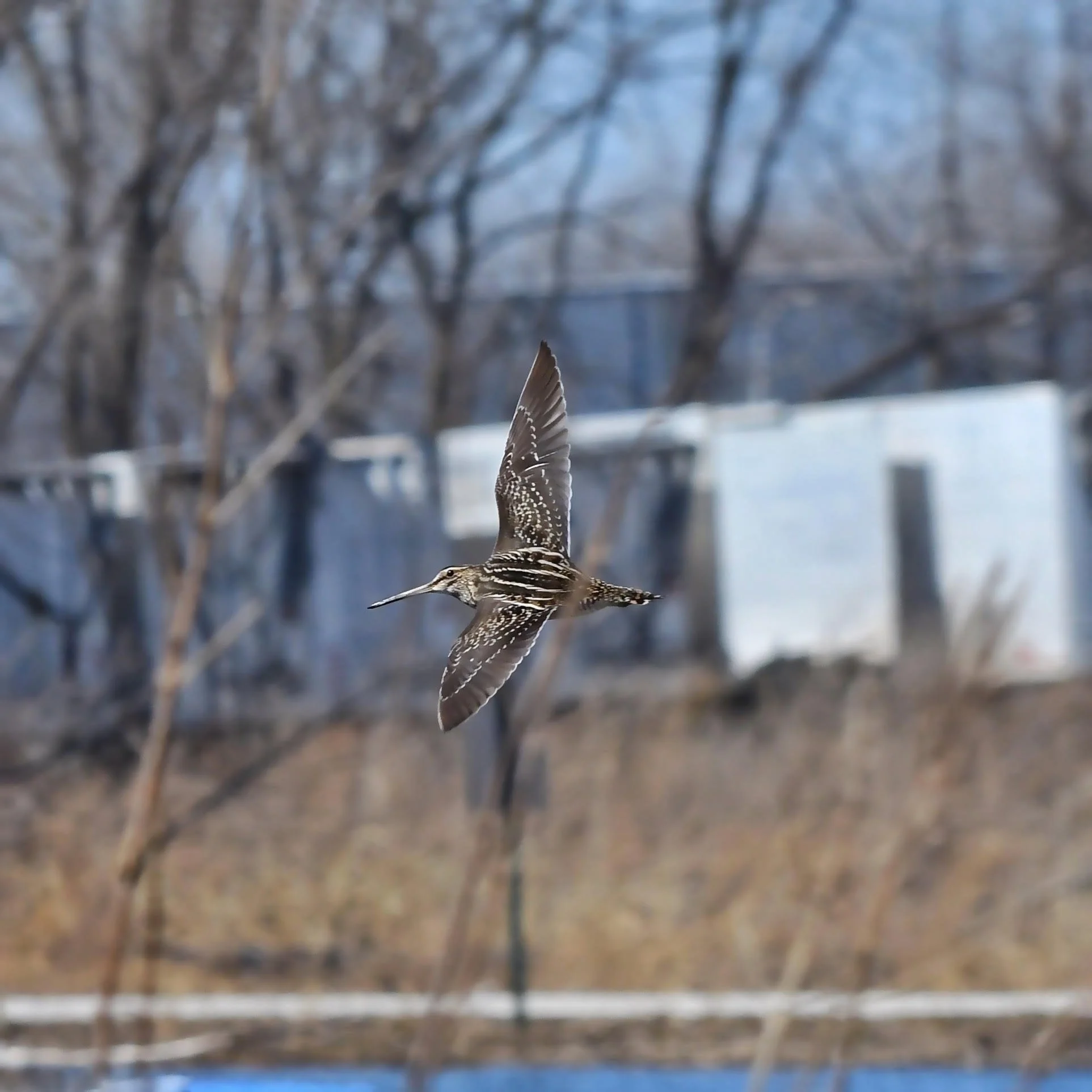 Flying to left against blurry background trees, a medium-sized bird angled so one wing is high, one low. Very long thin sharp bill. Oval body with dark and white vertical stripes, same color speckles on wings, short stumpy tail.