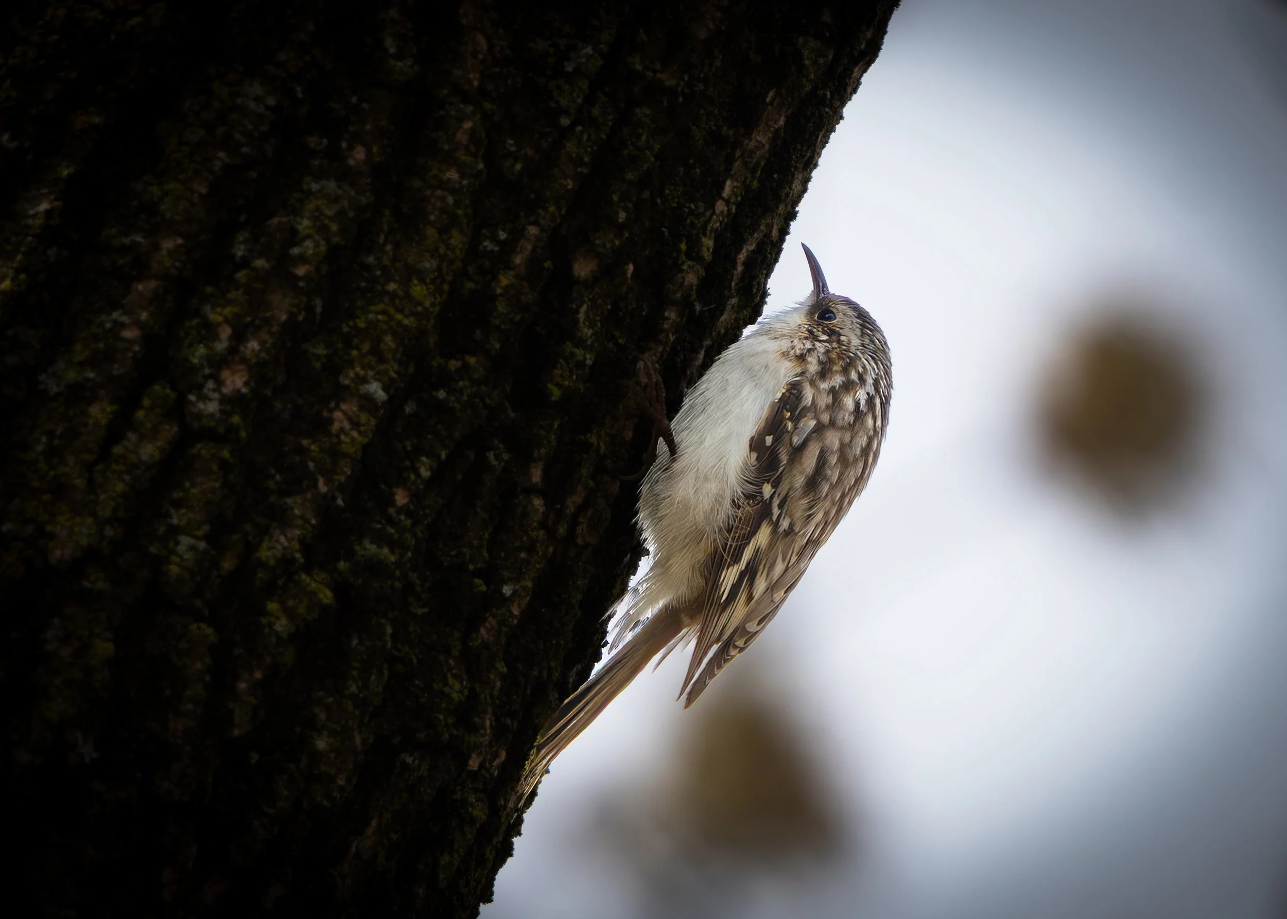Small oval bird with small head, long curved bill and dark eye, clinging to the side of a branch. The bird is speckled brown on its head, back and tail and white underneath.