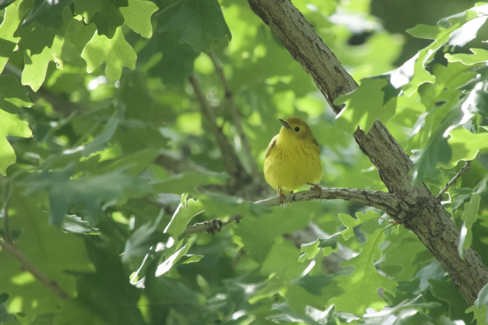 Seen from the front, a small oval yellow bird, head cocked to the side. The small dot of an eye and short, sharp bill are dark. Perched on a twig surrounded by green leaves.