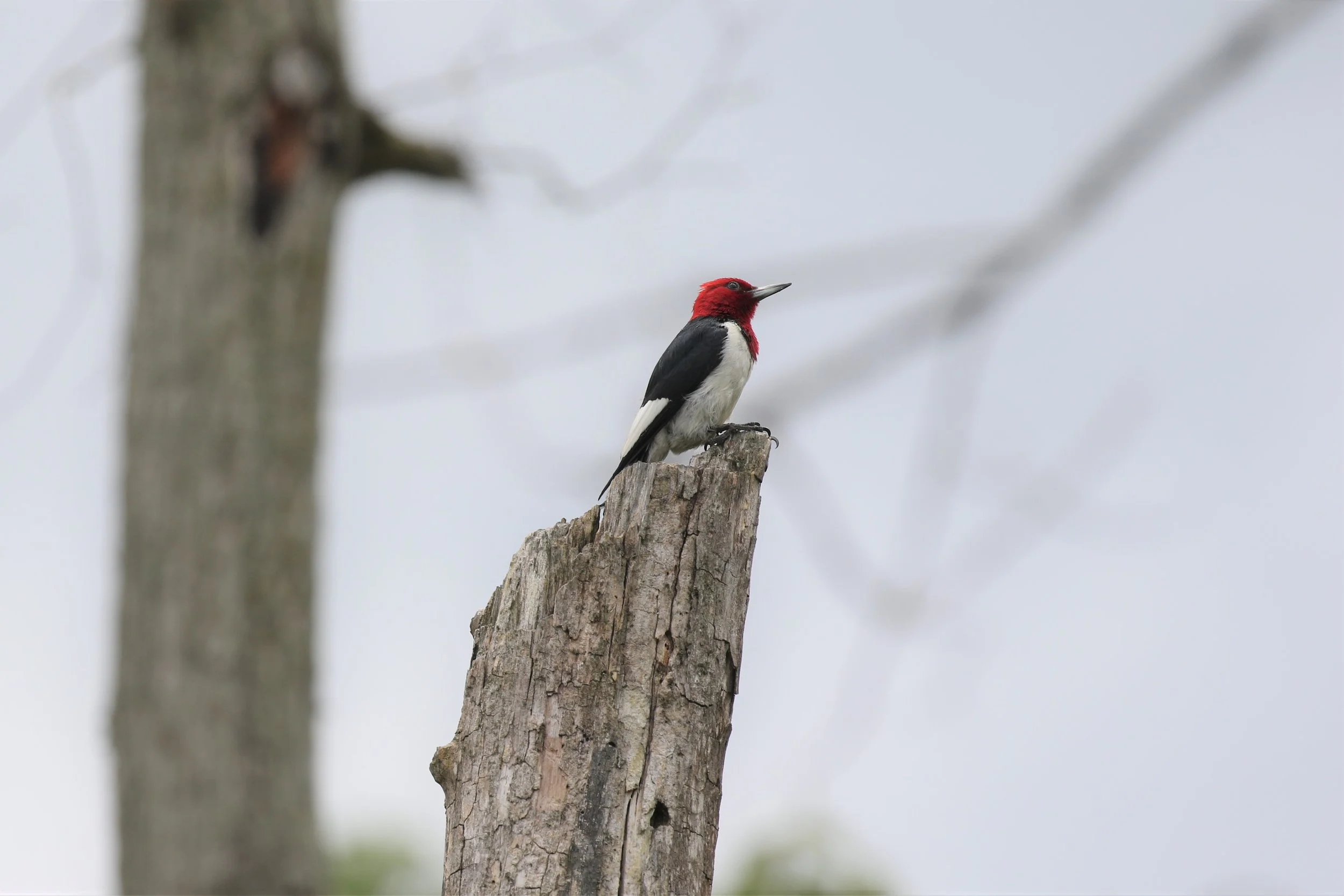 2024 COS Guide to the Indiana Dunes Birding Festival — Chicago