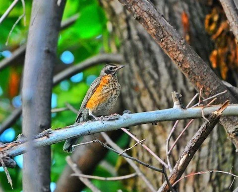 A robin, with a brown back and head, orange flanks and white breast speckled with brown dots, perched on a twig.
