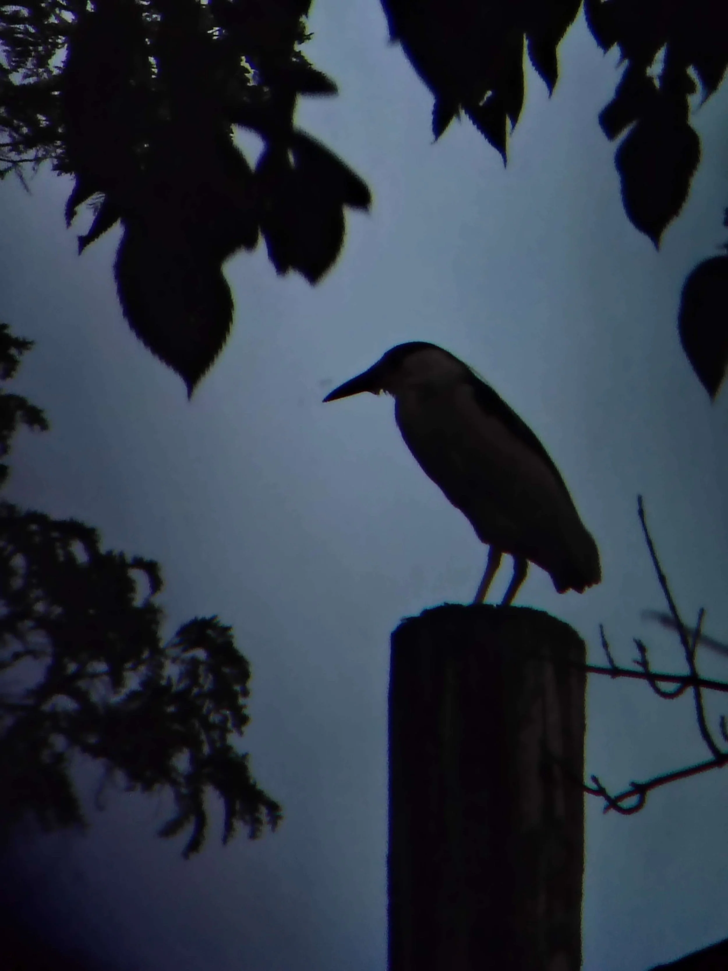 Silouhette of bird with long thin bill, long body and short legs facing left, standing on rock, leaves at edges of photo.