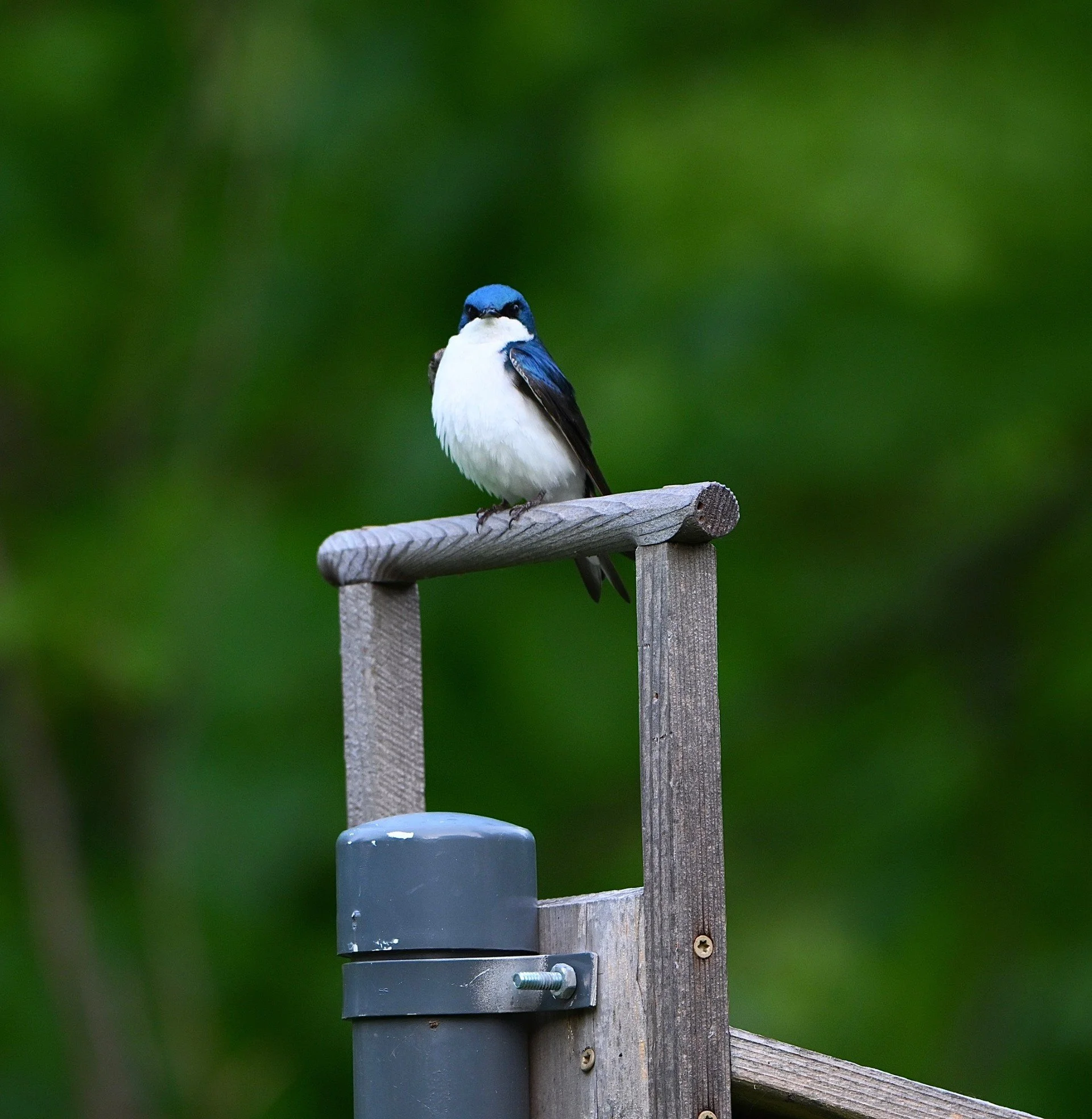Small bird perched upright on a horizontal wooden post. The throat and belly are bright whie. The cap and wings are a rich royal blue. Dark patches surround the eyes. The bird is in partial profile, head turned toward camera.