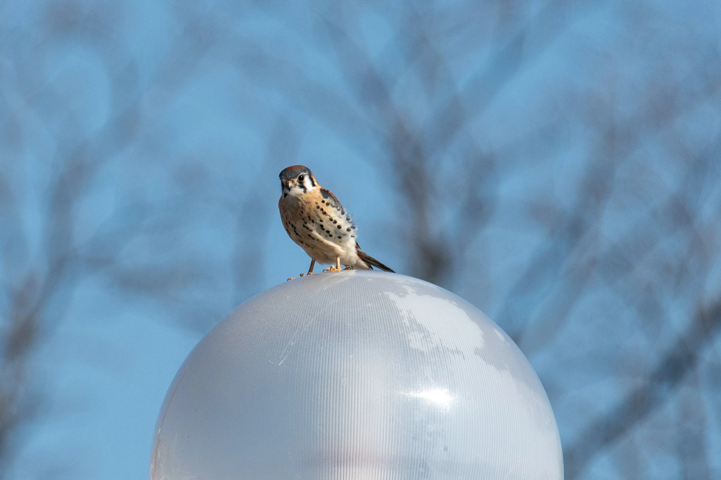 Small bird of prey with orange breast, white throat and sides, and gray cap. Vertical dark streaks run from its eyes to the breast. Black spots dot its sides. The bird is perched on a round white streetlight globe.