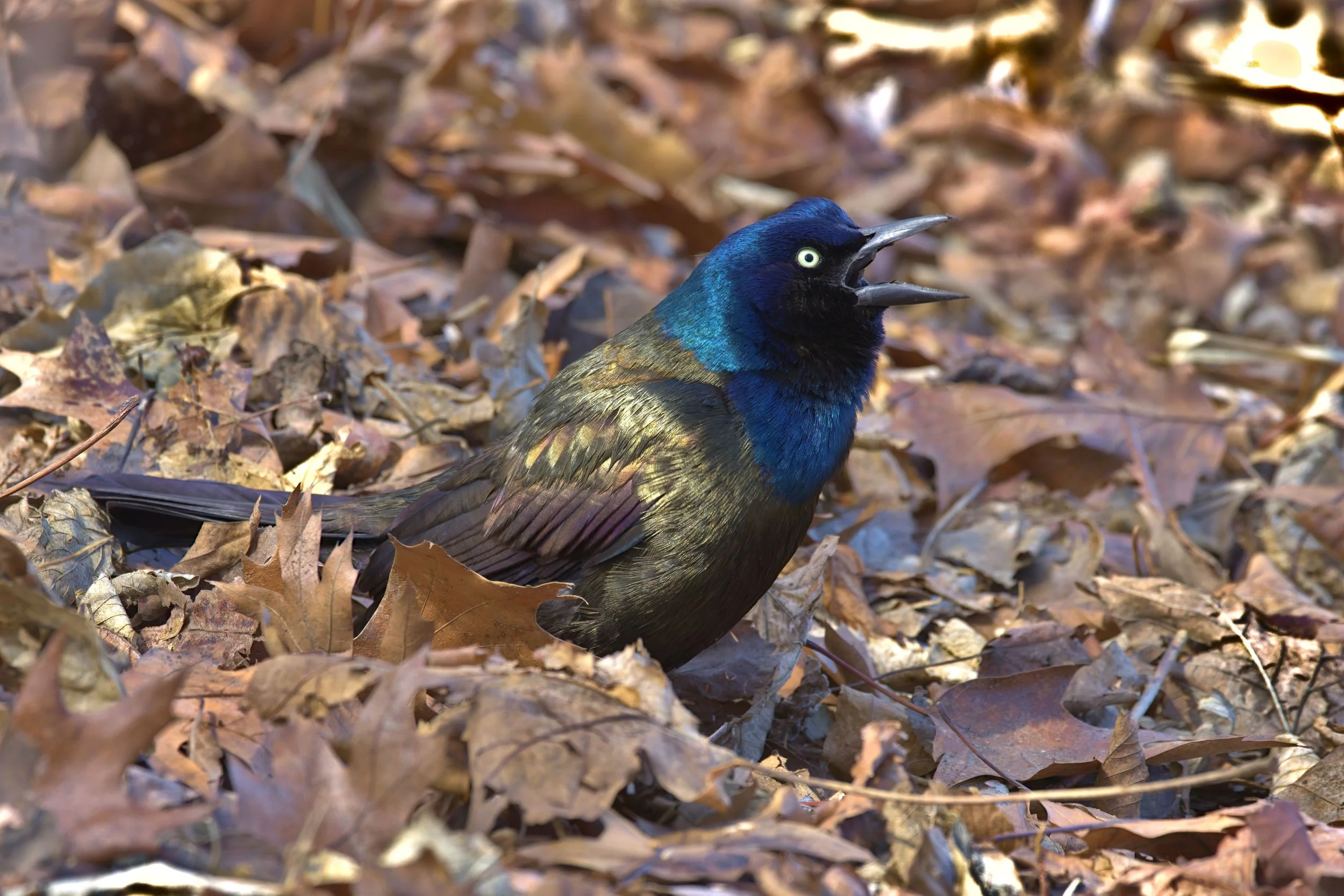 Medium-sized bird in profile facing right. Head, neck and throat are iridescent blue-black. Remainder of bird is copper-black. The black beak is open in mid-call. The eye is yellow. The bird is perched among brown leaves on the ground.